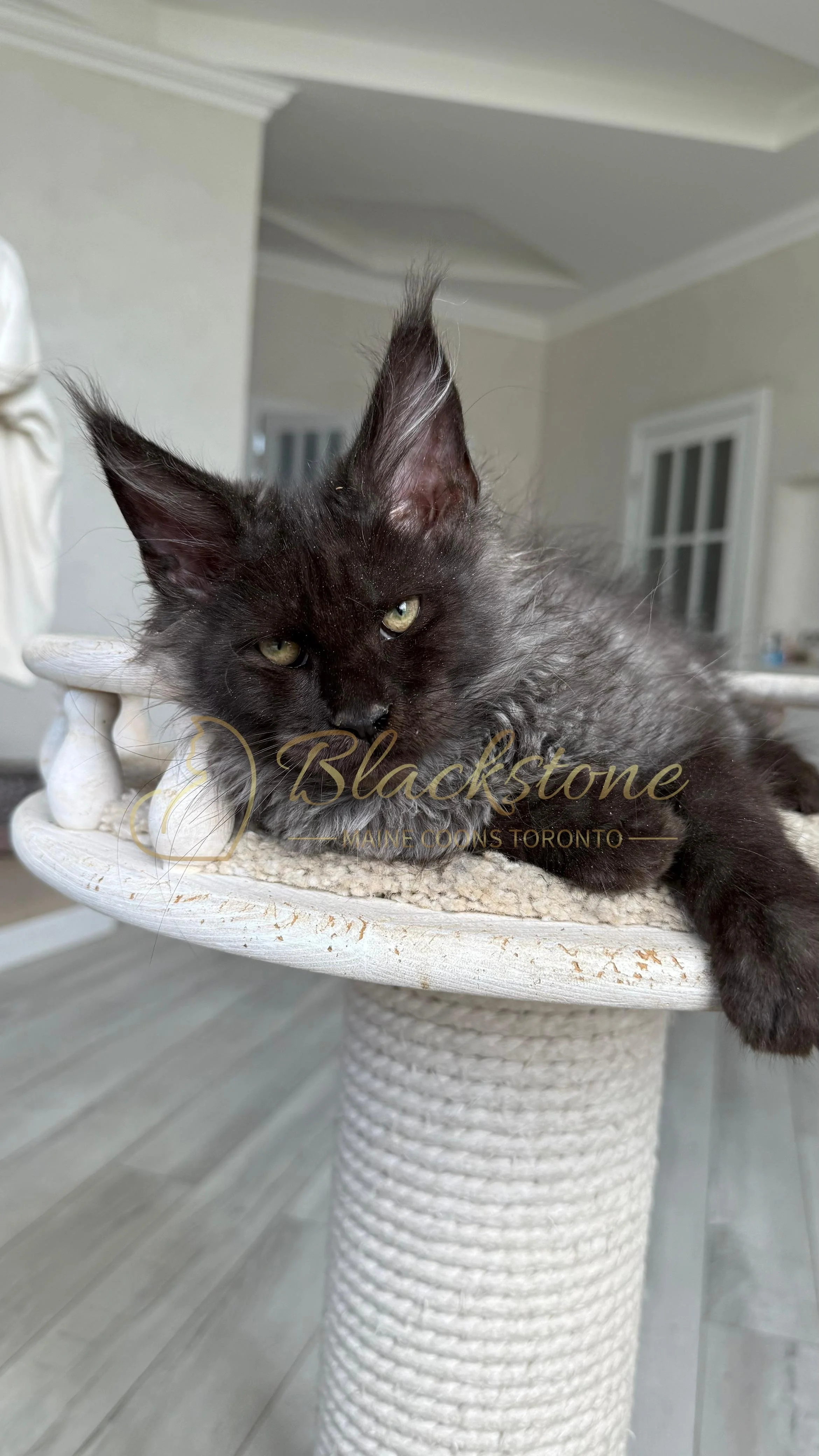 eZy Watermark_12-08-2025_07-54-12-2500PM.JPG