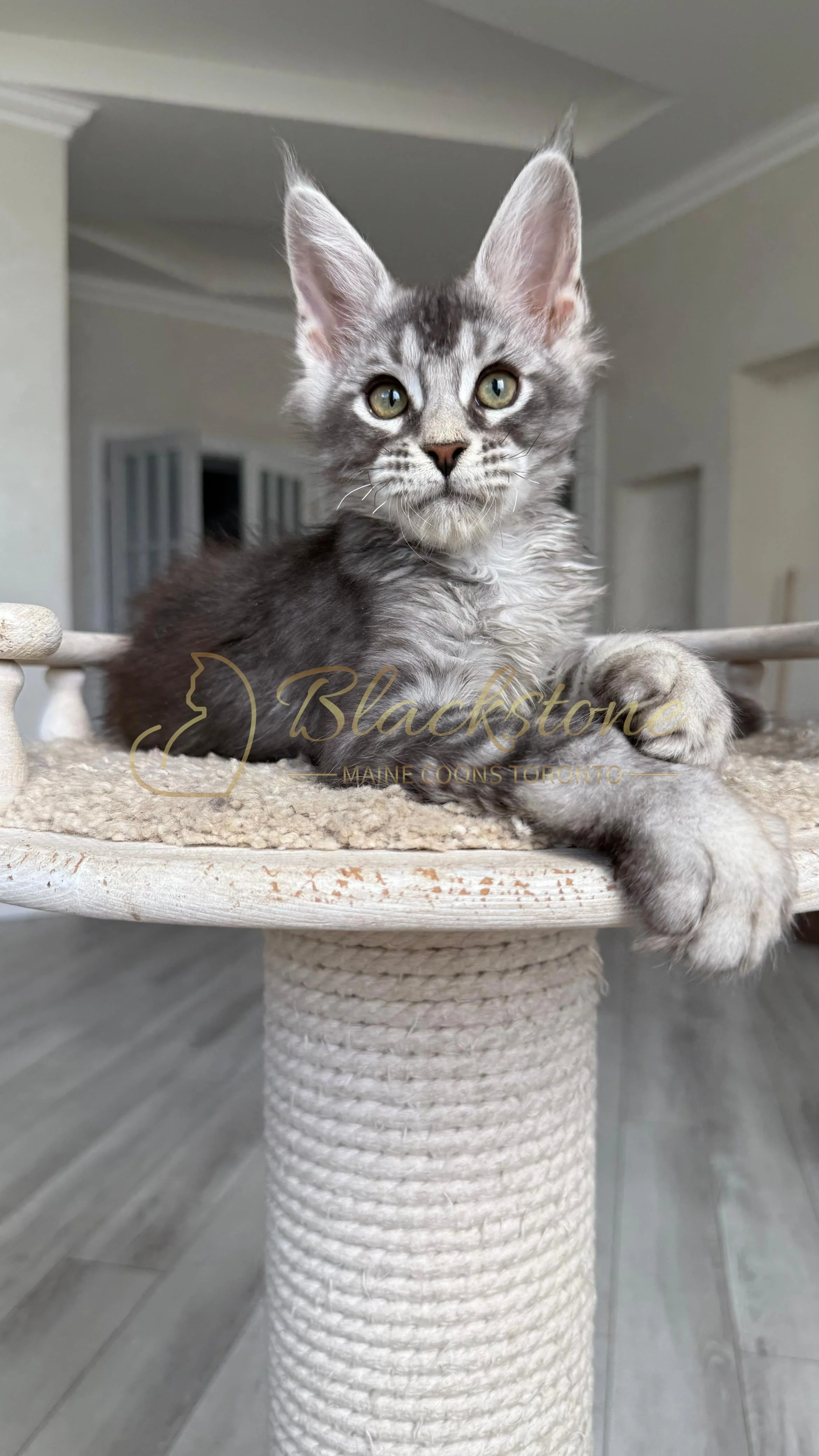 eZy Watermark_12-08-2025_09-42-41-6000PM.JPG