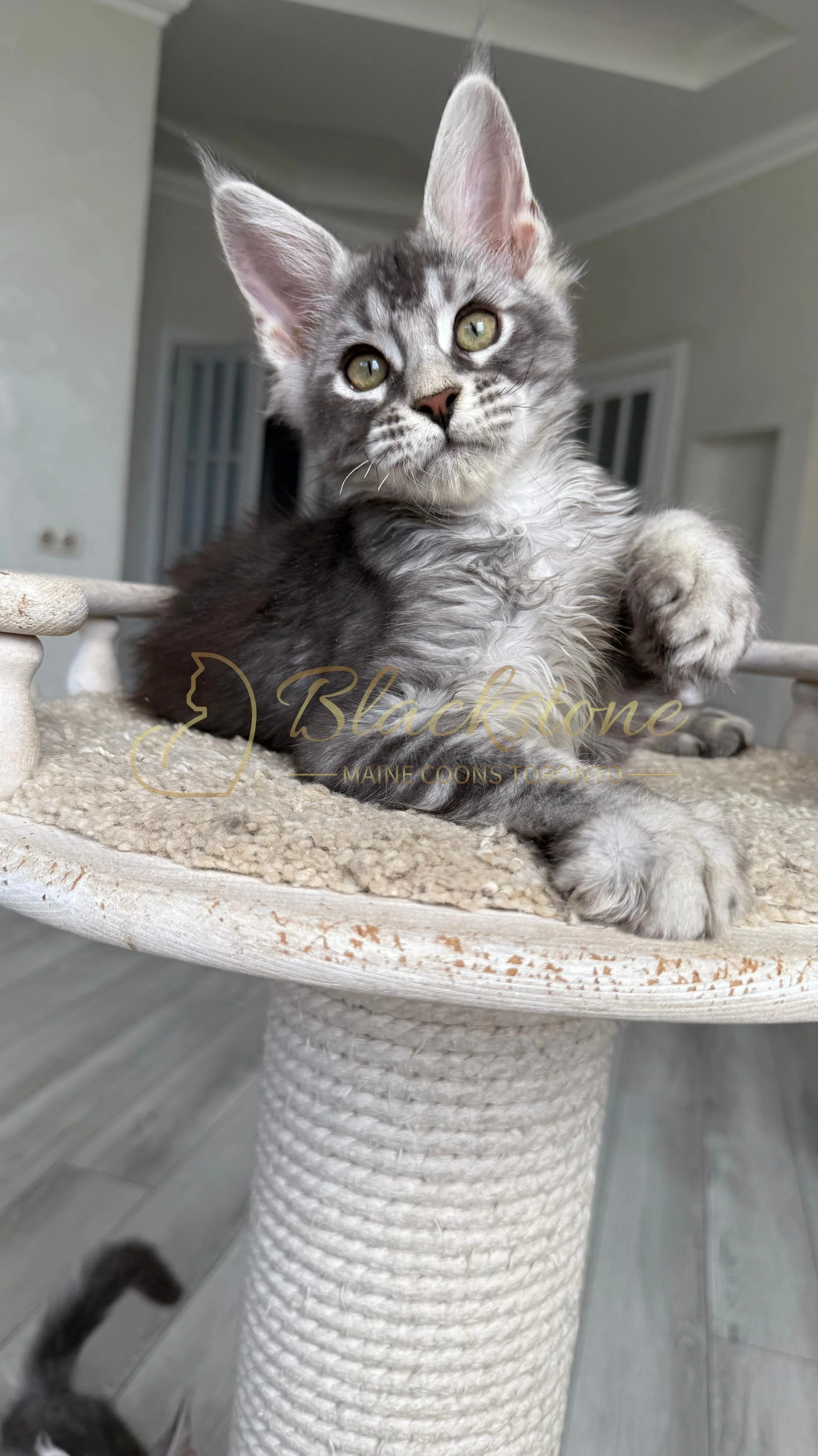 eZy Watermark_12-08-2025_09-42-41-7410PM.JPG
