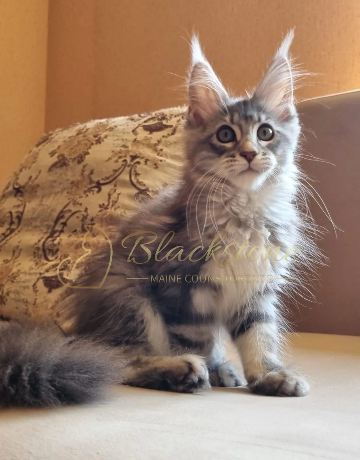 eZy Watermark_10-08-2025_06-51-18-0050PM.JPG