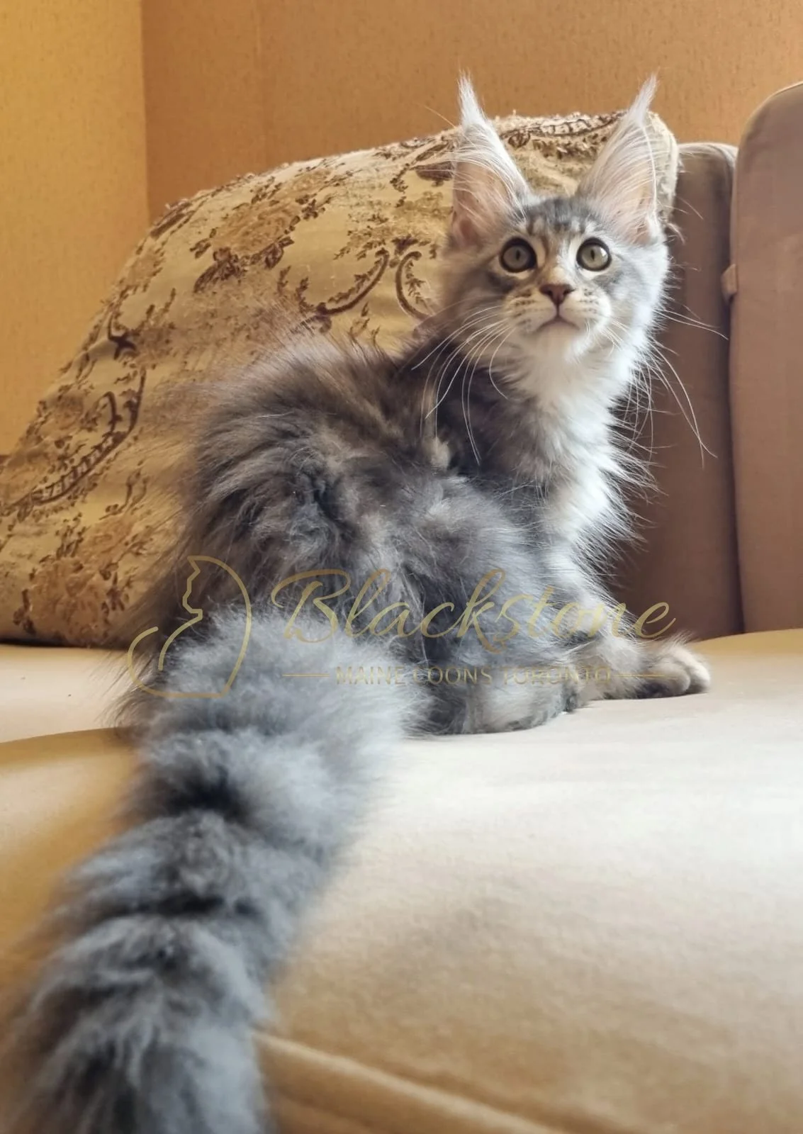 eZy Watermark_10-08-2025_06-51-18-1680PM.JPG