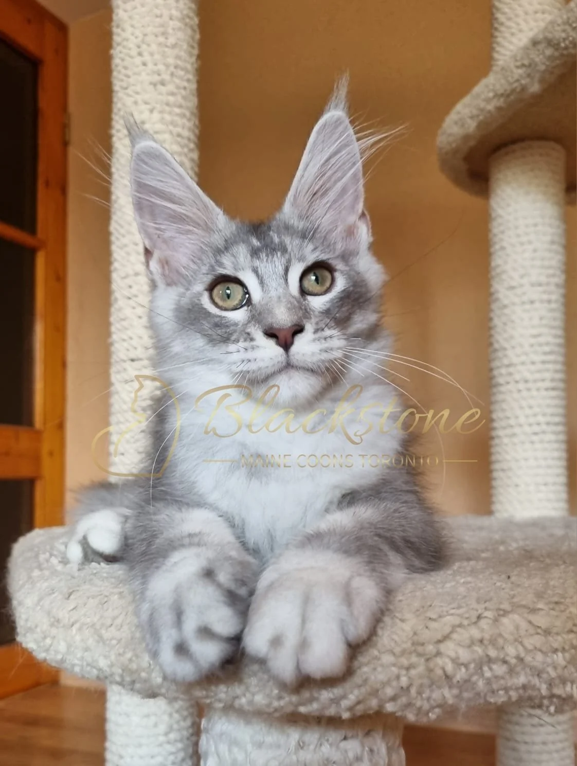 eZy Watermark_10-08-2025_06-51-17-5350PM.JPG