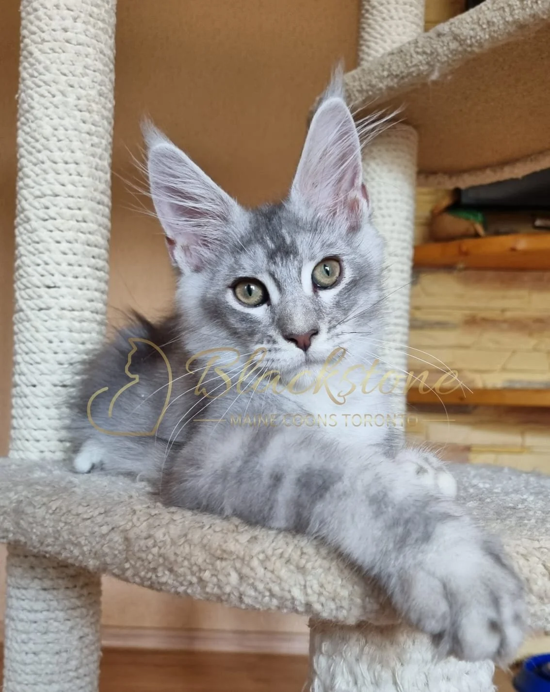 eZy Watermark_10-08-2025_06-51-17-4550PM.JPG