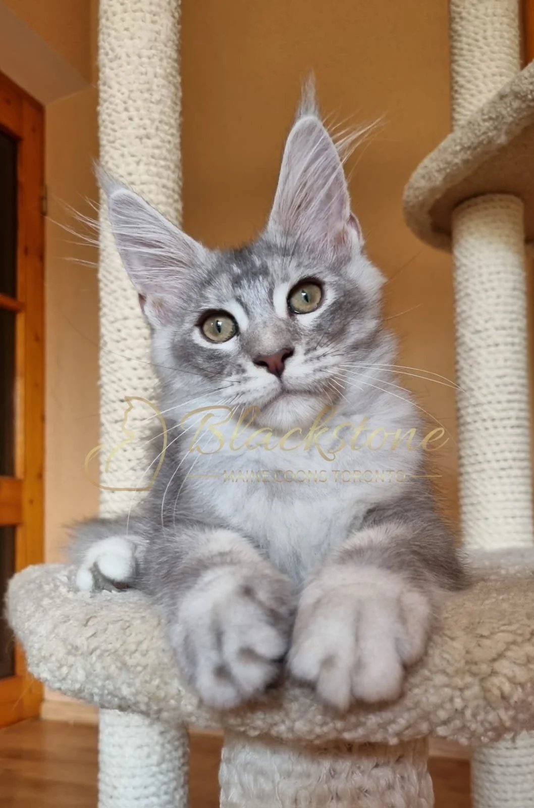 eZy Watermark_10-08-2025_06-51-17-6100PM.JPG