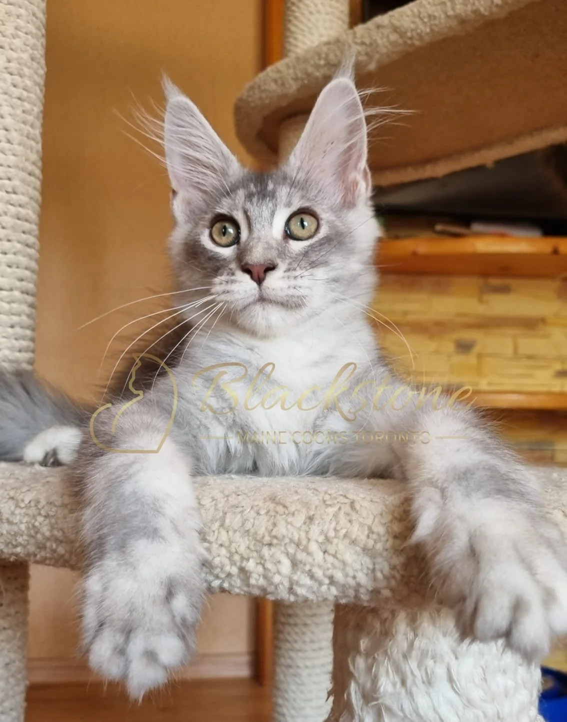eZy Watermark_10-08-2025_06-51-17-9270PM.JPG