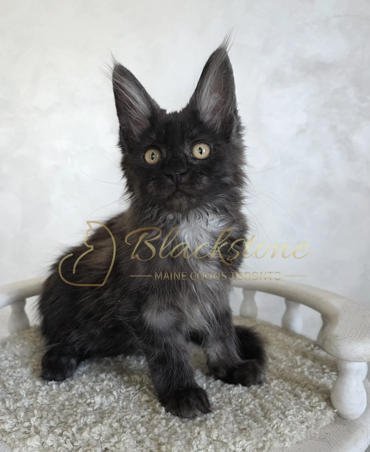 eZy Watermark_06-09-2025_03-00-16-9180PM.JPG