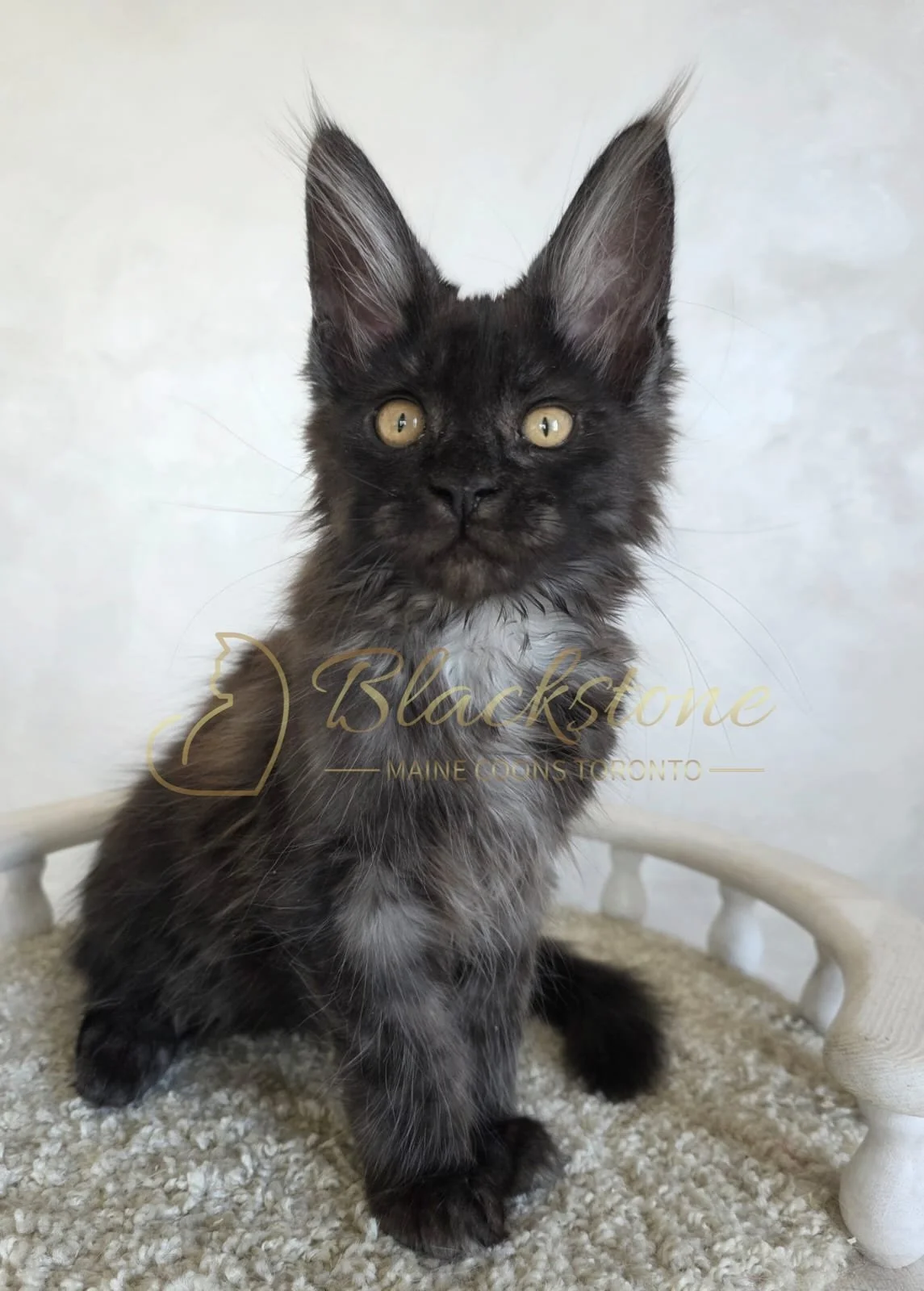 eZy Watermark_06-09-2025_03-00-17-1100PM.JPG