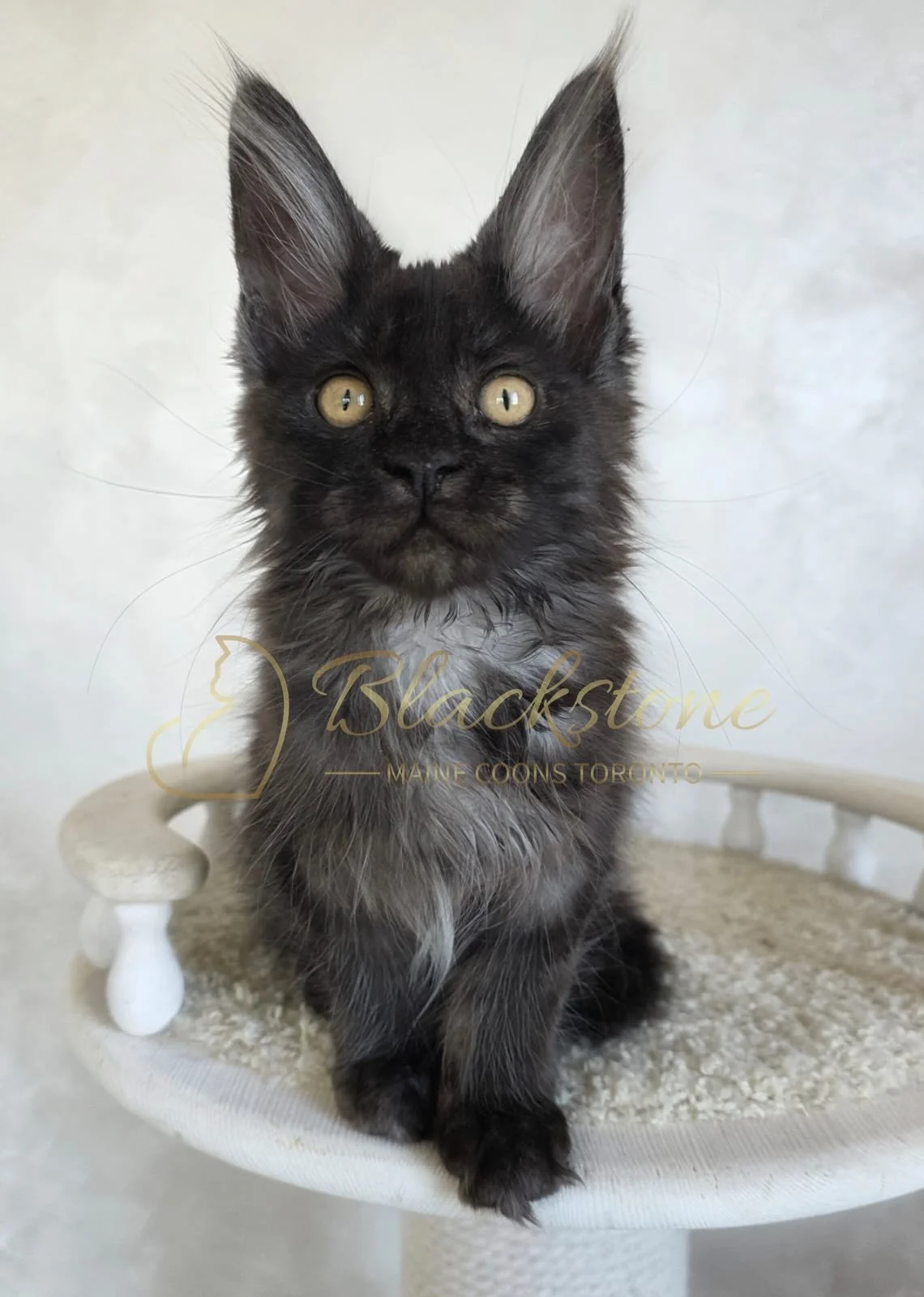 eZy Watermark_06-09-2025_03-00-17-1910PM.JPG