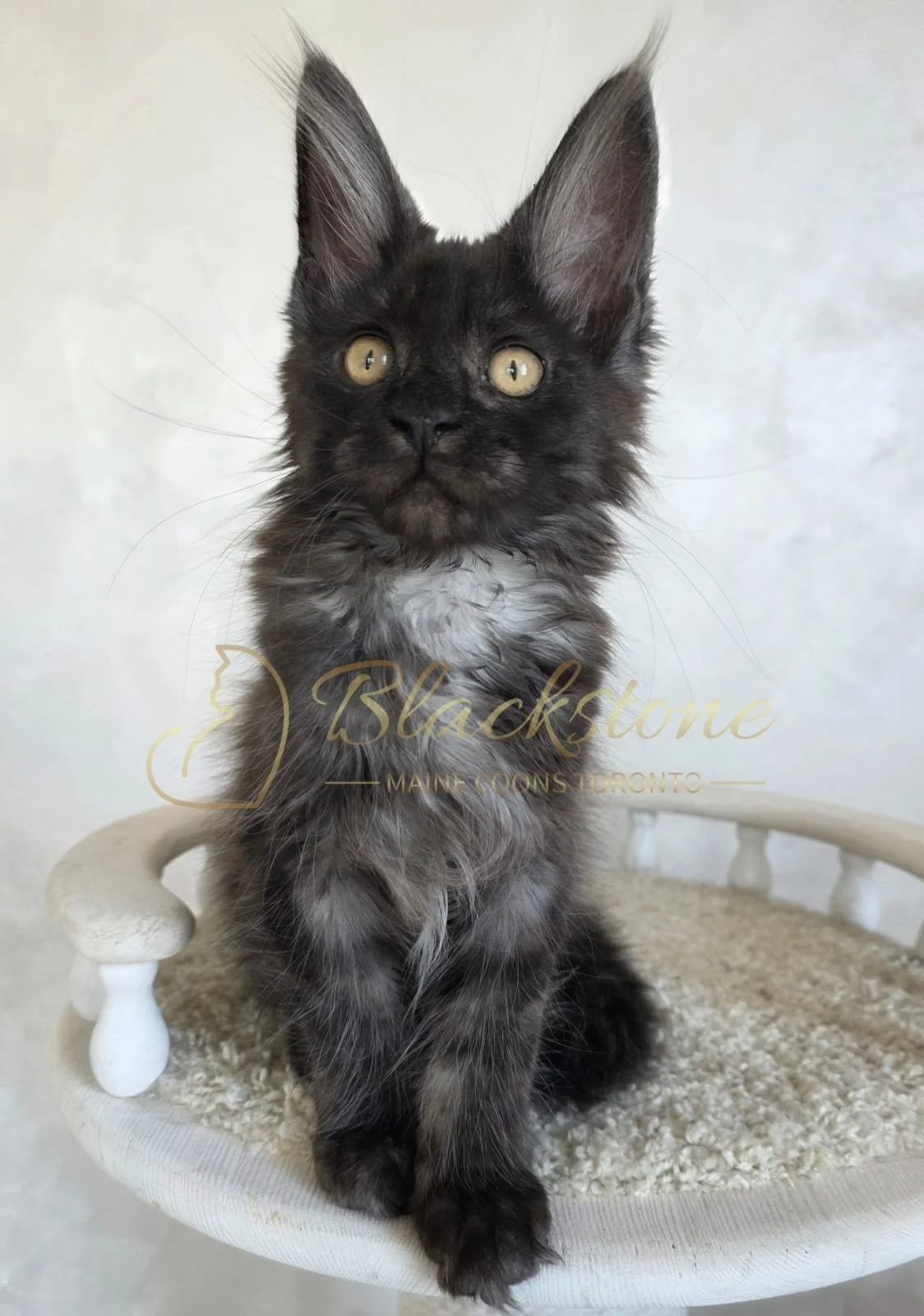 eZy Watermark_06-09-2025_03-00-17-2690PM.JPG