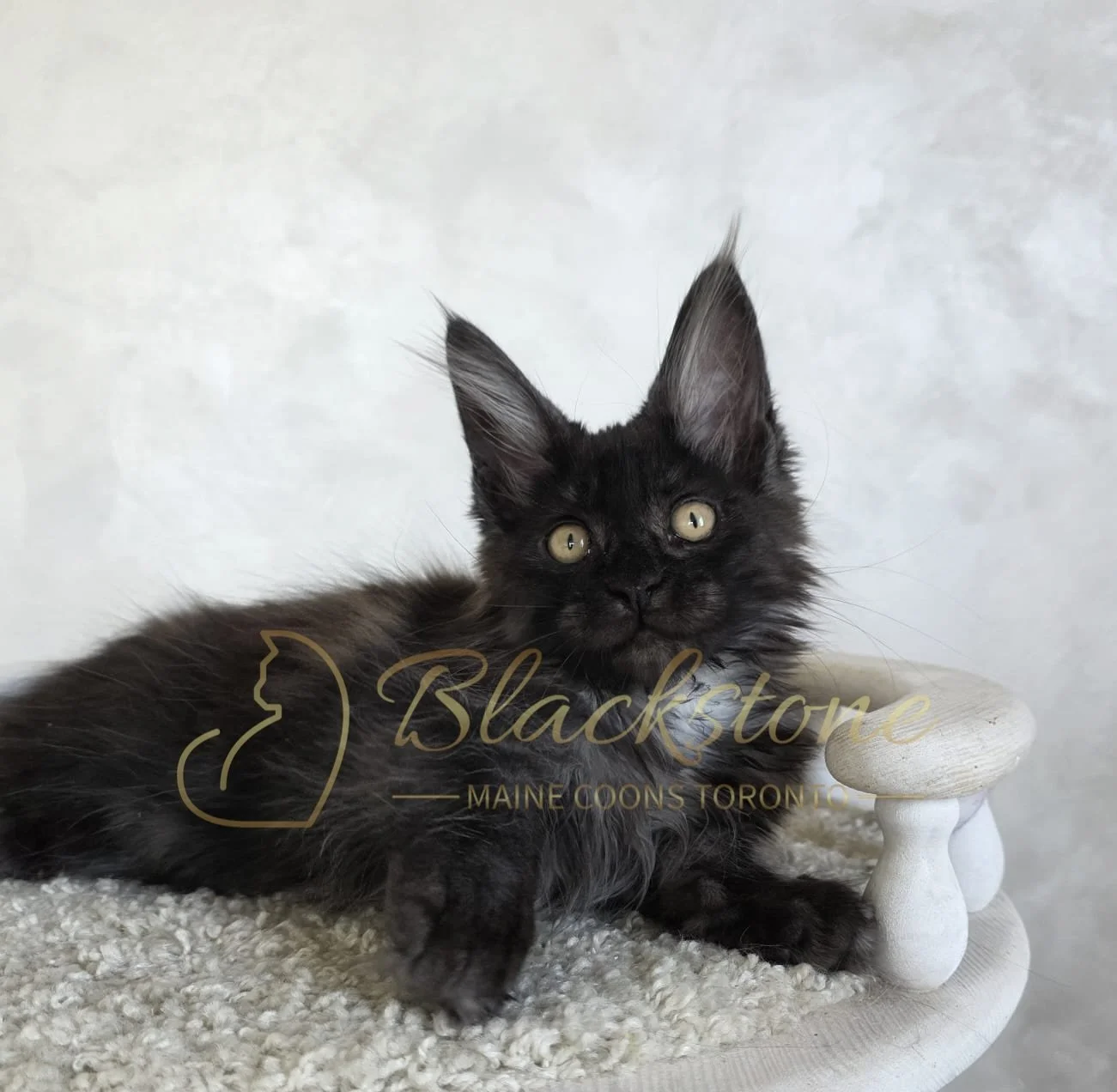 eZy Watermark_06-09-2025_03-00-17-6750PM.JPG