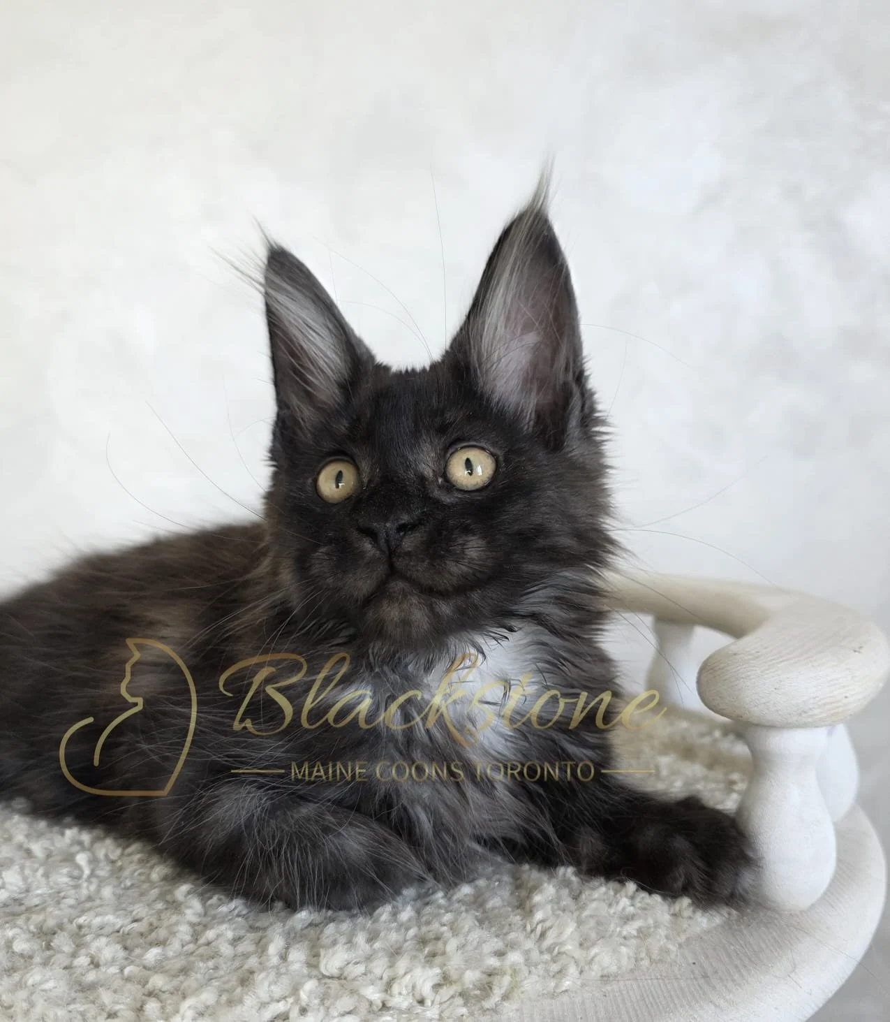 eZy Watermark_06-09-2025_03-00-17-7760PM.JPG