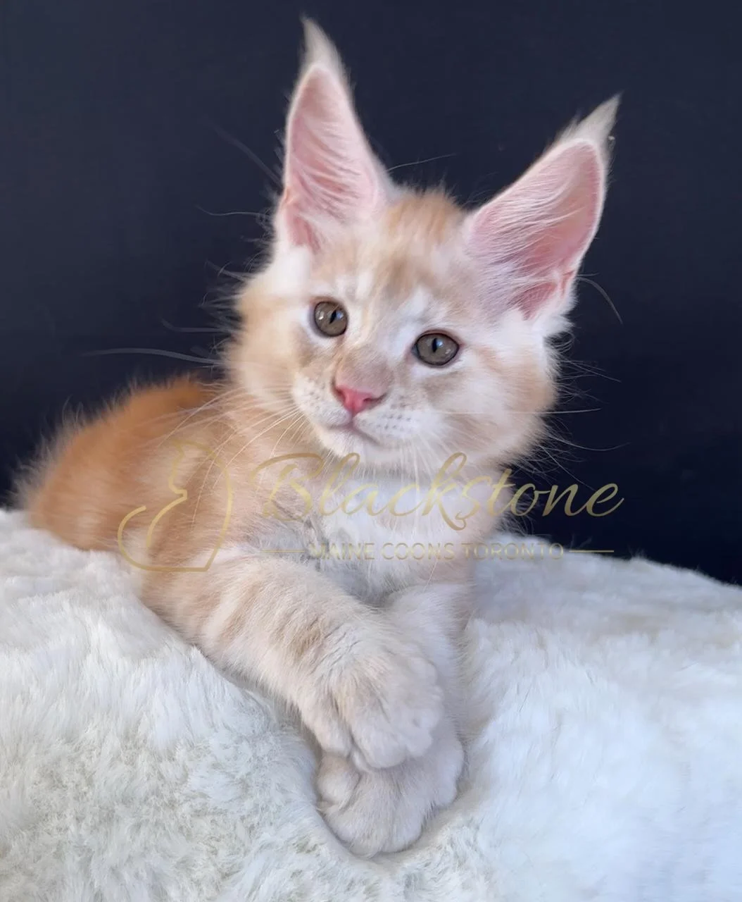 eZy Watermark_03-09-2025_11-40-02-7760AM.JPG