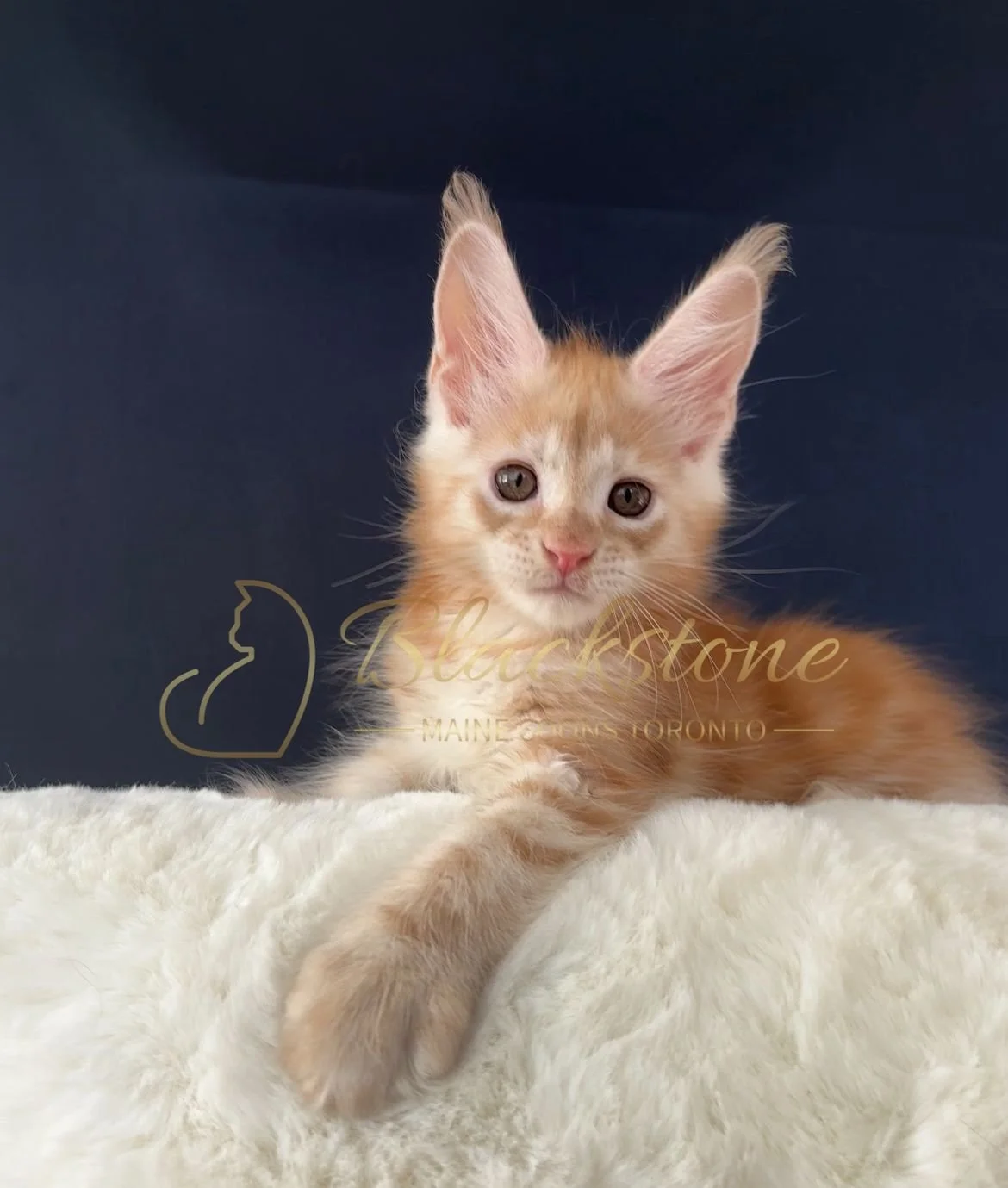eZy Watermark_03-09-2025_11-40-01-9680AM.JPG
