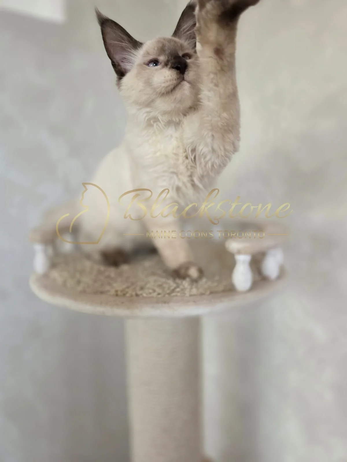 eZy Watermark_17-09-2025_07-29-42-3060PM.JPG