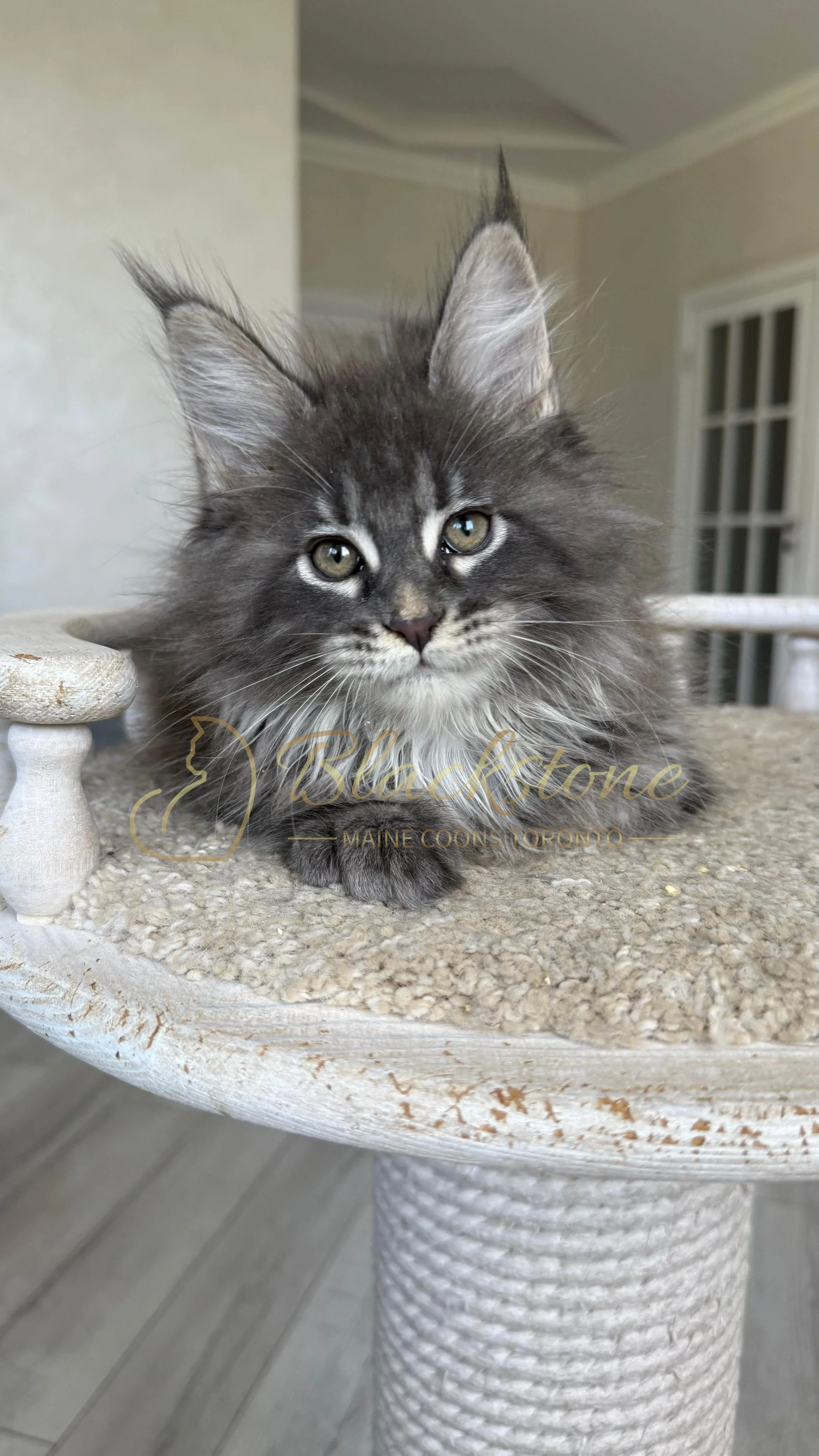 eZy Watermark_17-09-2025_07-29-38-4110PM.JPG