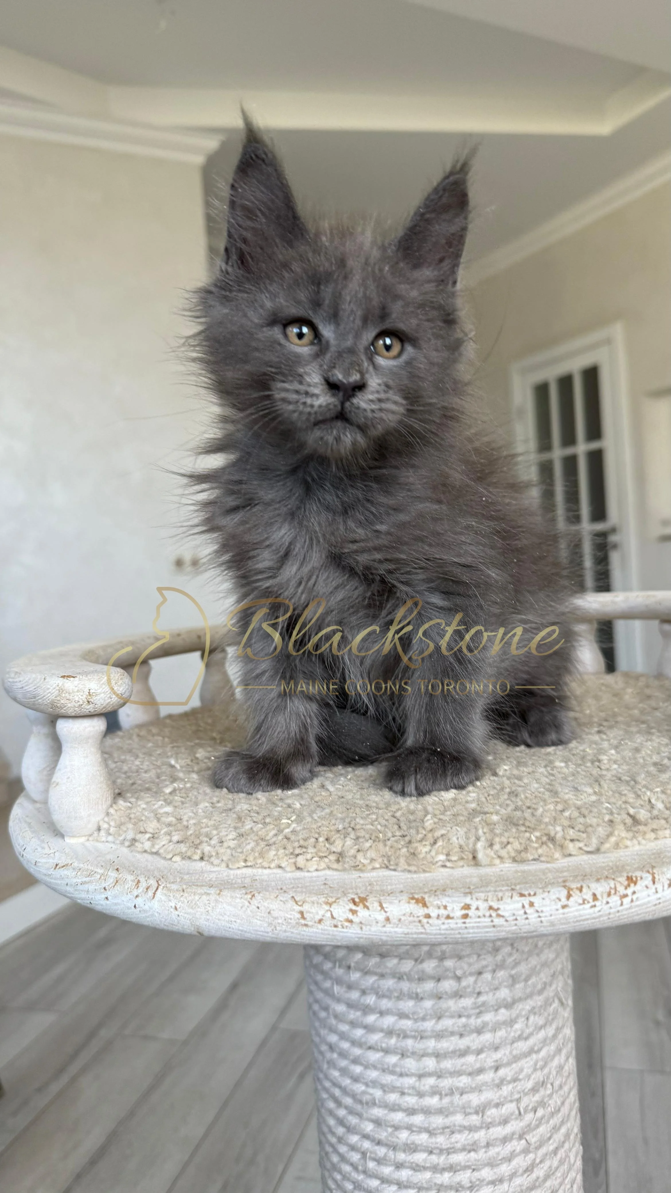 eZy Watermark_17-09-2025_07-29-39-0100PM.JPG