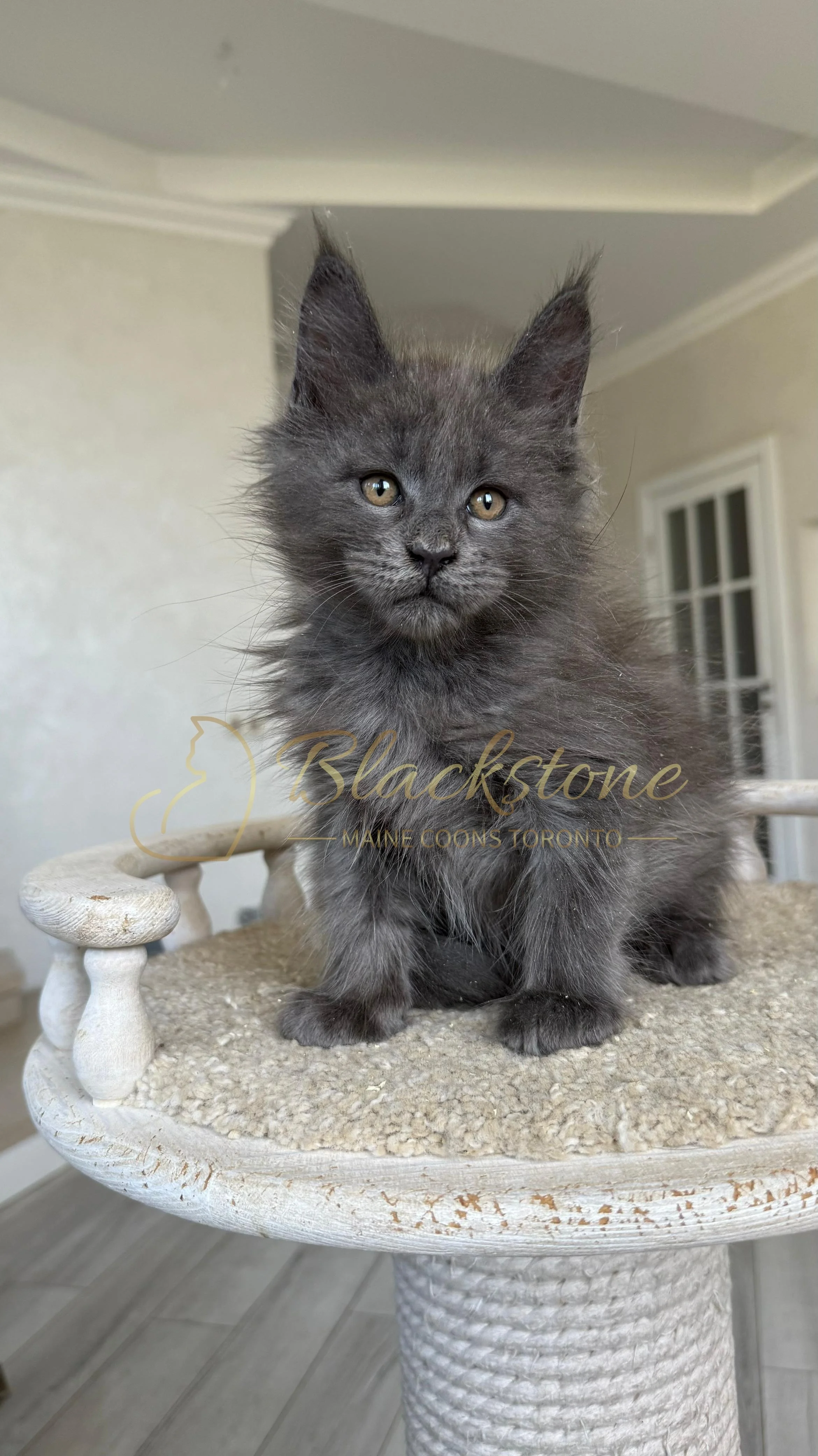 eZy Watermark_17-09-2025_07-29-40-2050PM.JPG