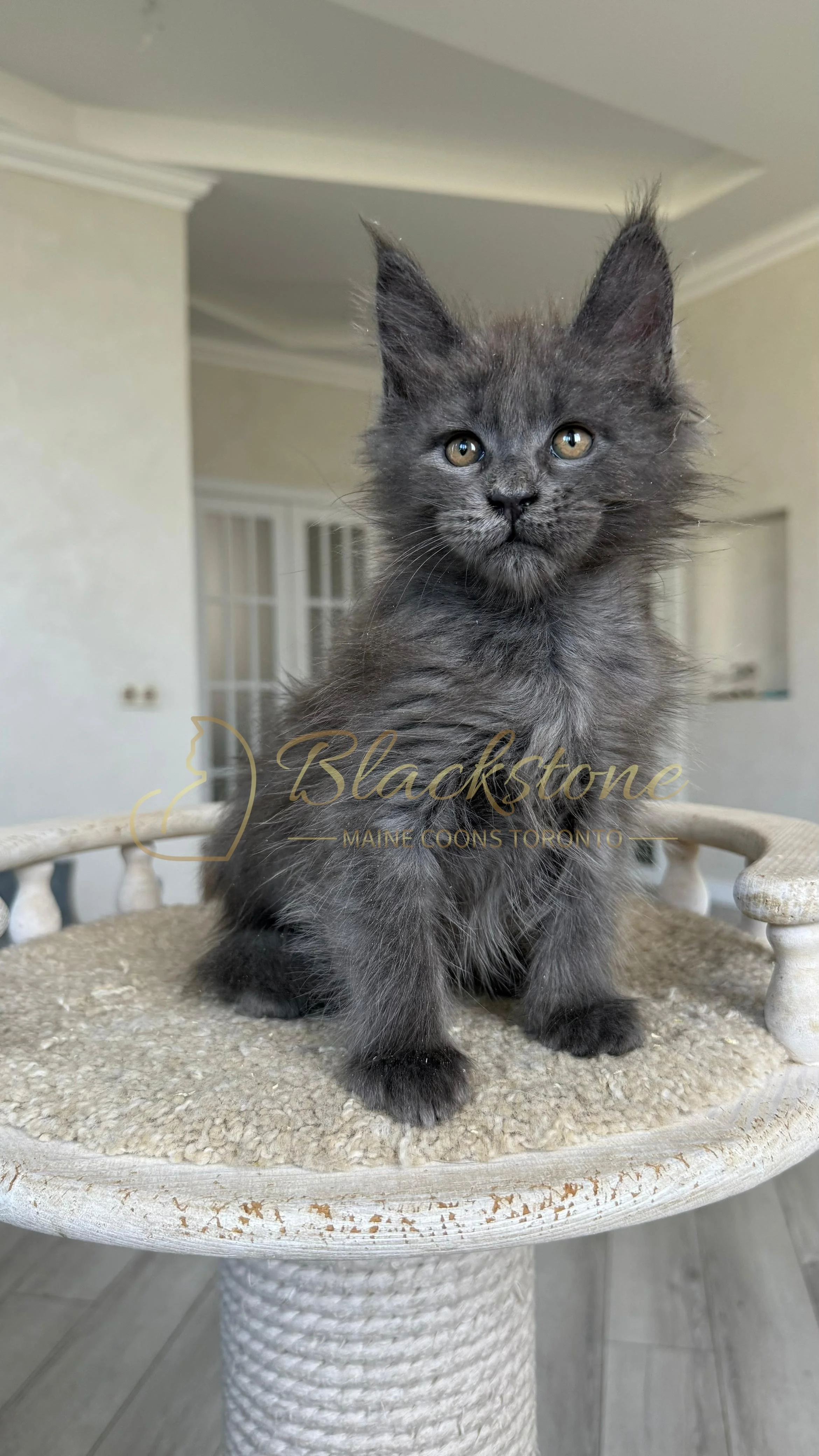 eZy Watermark_17-09-2025_07-29-40-5030PM.JPG