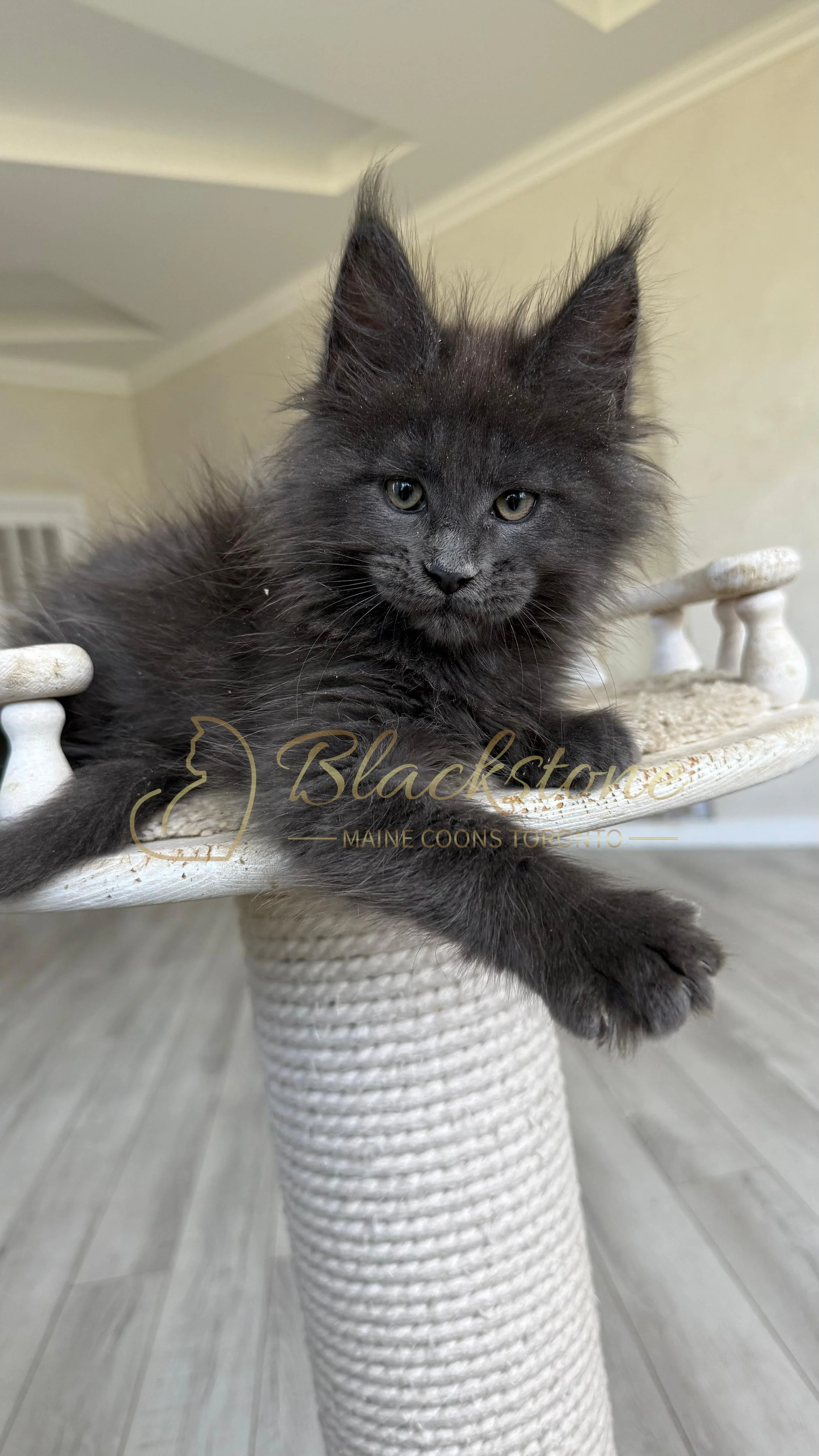 eZy Watermark_17-09-2025_07-29-39-3060PM.JPG