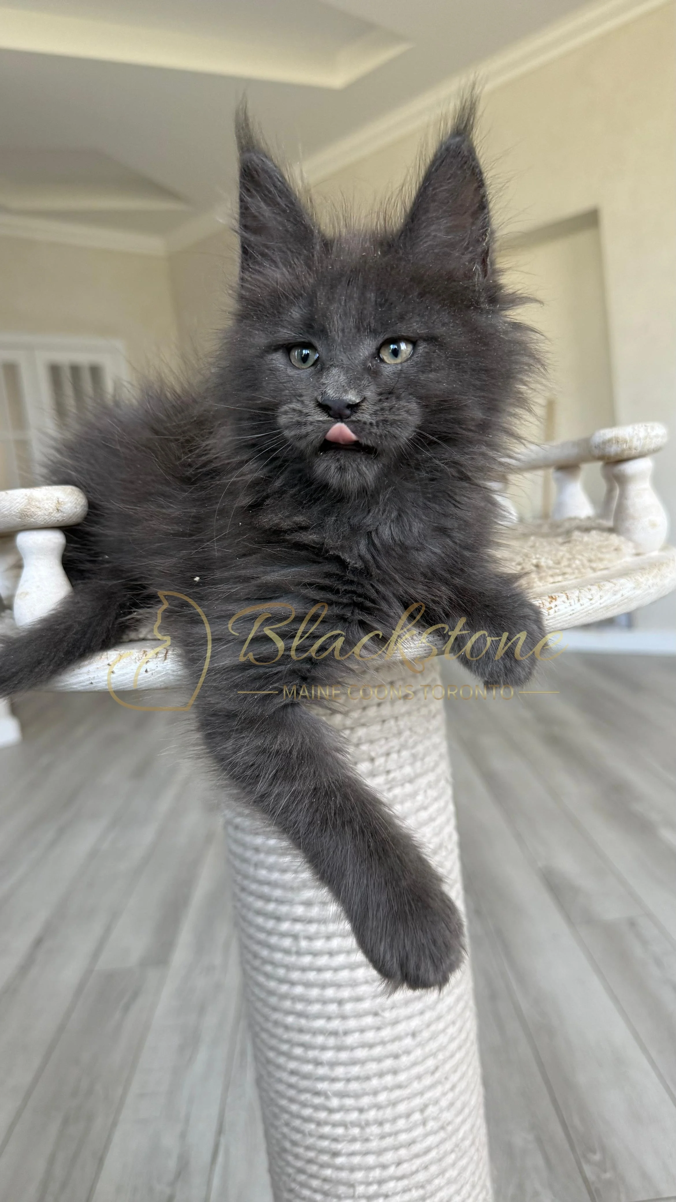 eZy Watermark_17-09-2025_07-29-39-7600PM.JPG