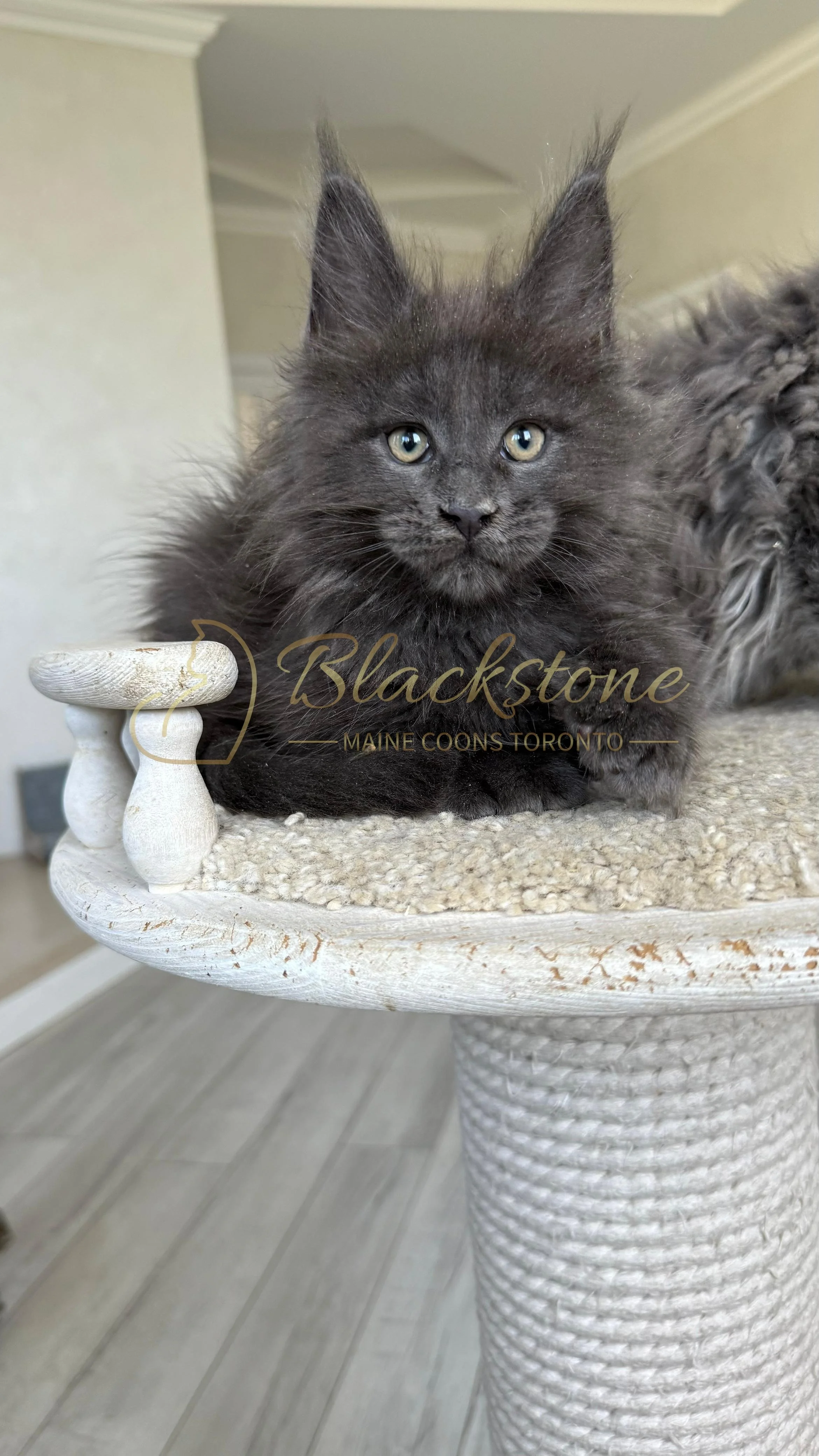 eZy Watermark_17-09-2025_07-29-41-2670PM.JPG