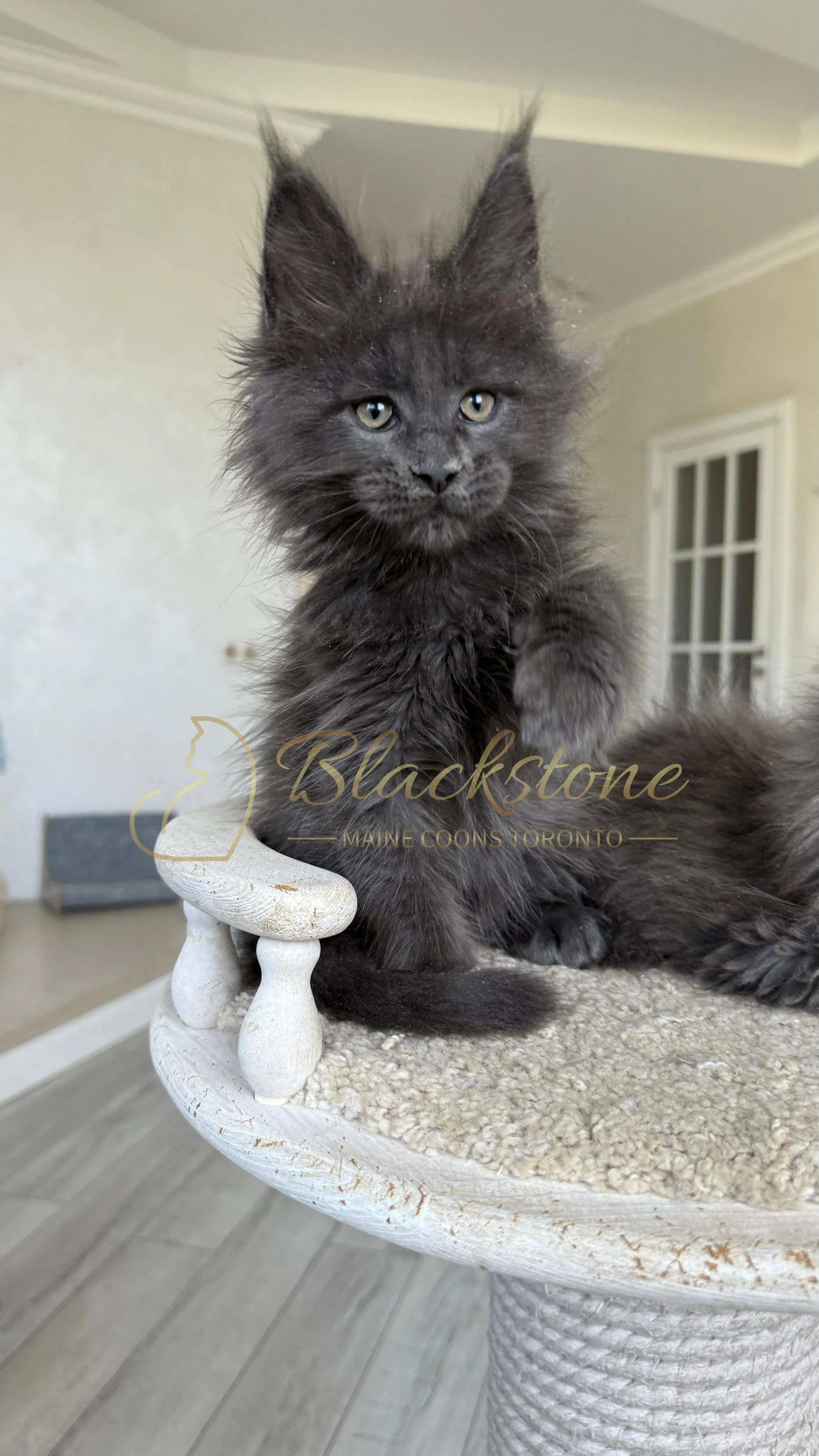 eZy Watermark_17-09-2025_07-29-41-4130PM.JPG