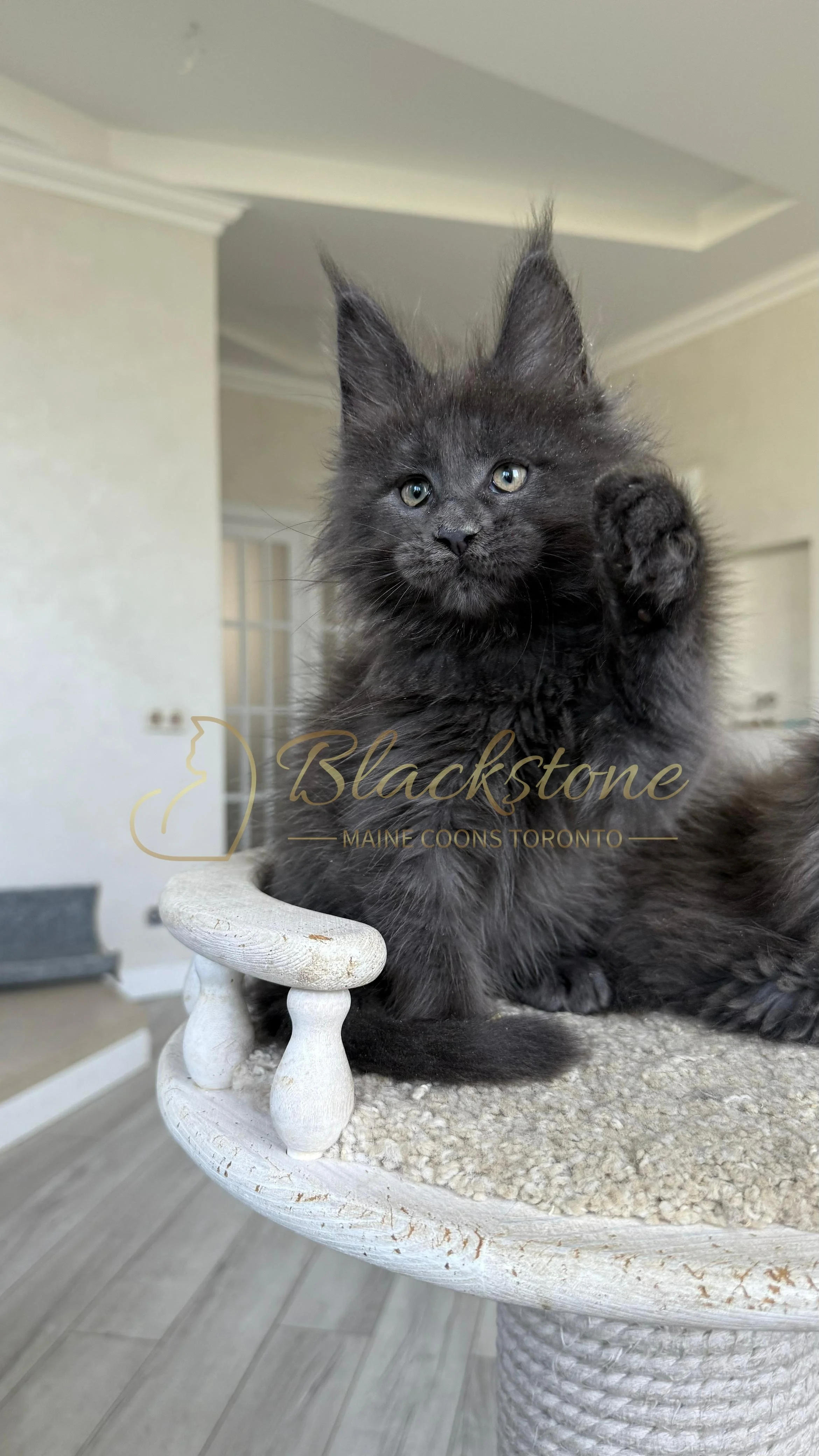 eZy Watermark_17-09-2025_07-29-41-5620PM.JPG