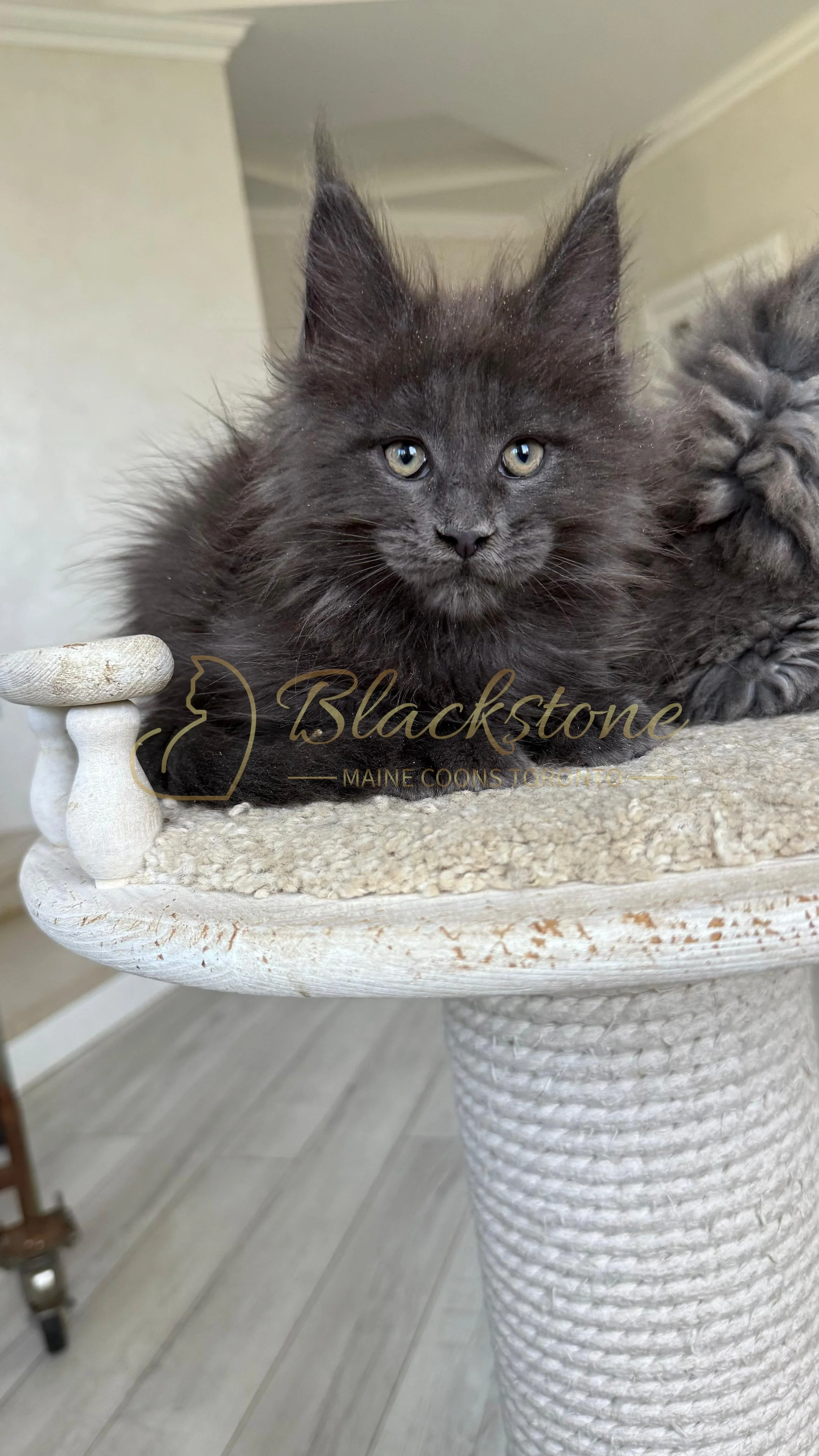 eZy Watermark_17-09-2025_07-29-41-7100PM.JPG