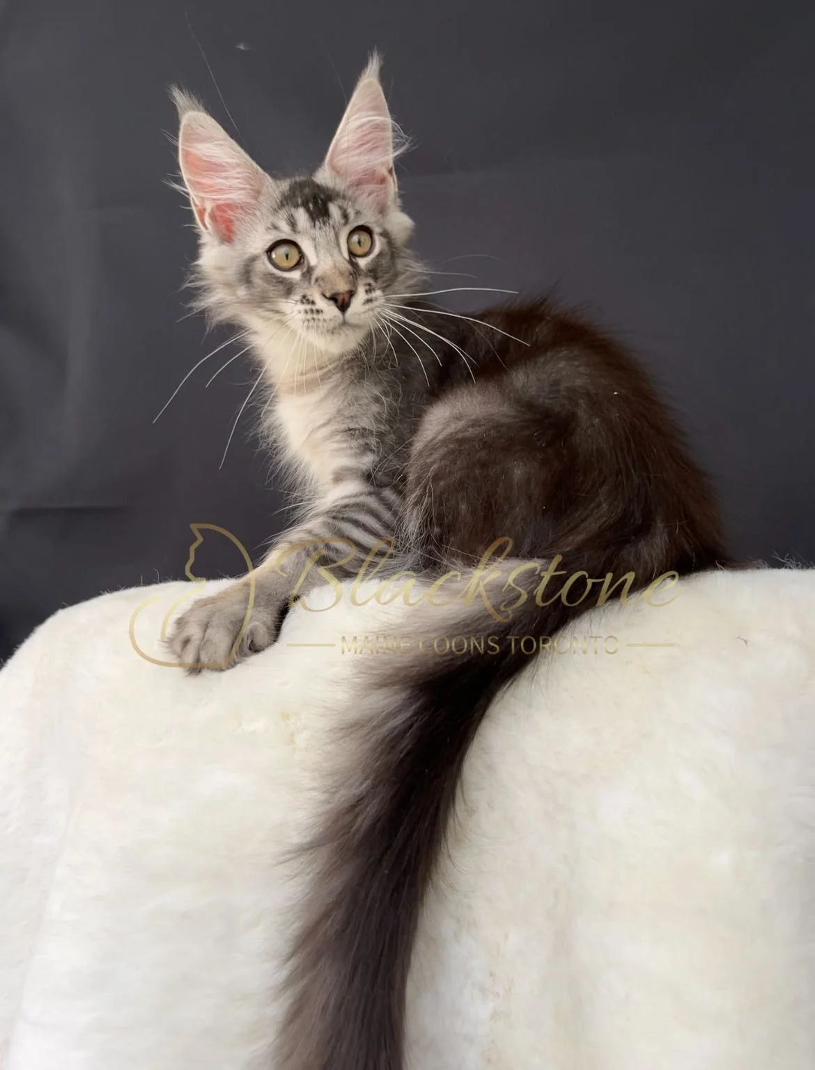 eZy Watermark_14-09-2025_11-24-22-5650AM.JPG