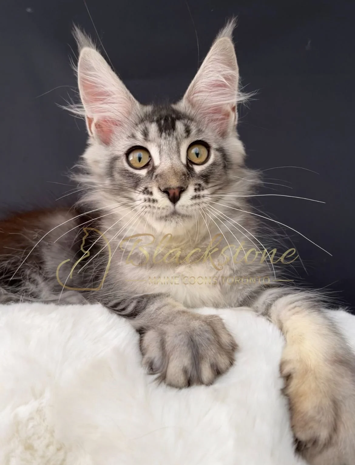 eZy Watermark_14-09-2025_11-24-23-1430AM 2.JPG