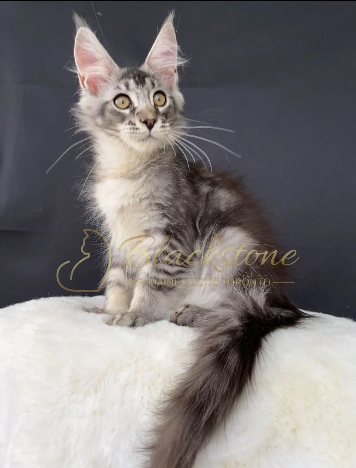 eZy Watermark_14-09-2025_11-24-23-2250AM.JPG