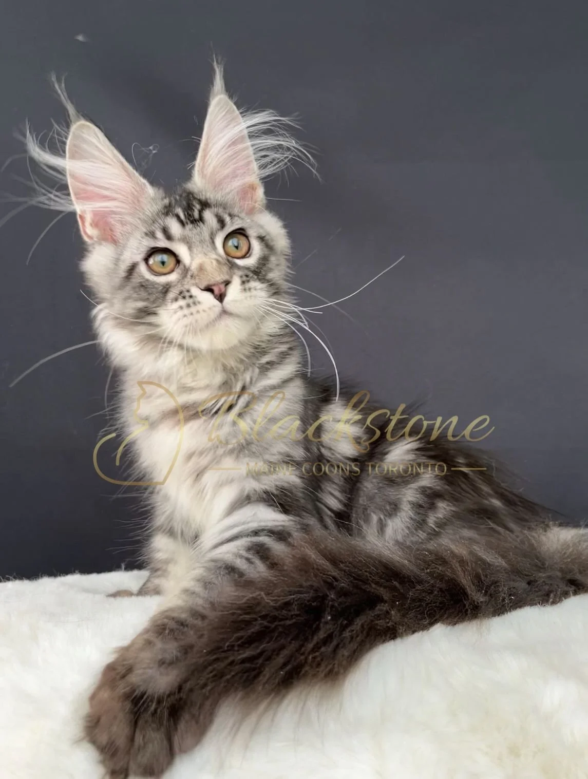 eZy Watermark_14-09-2025_11-24-23-5400AM.JPG