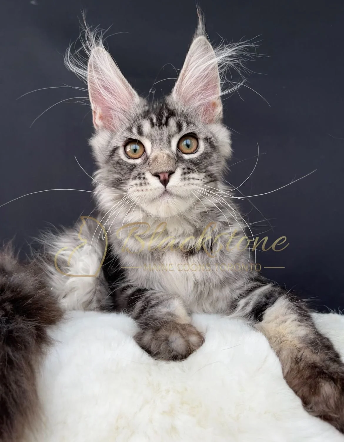 eZy Watermark_14-09-2025_11-24-23-7810AM.JPG