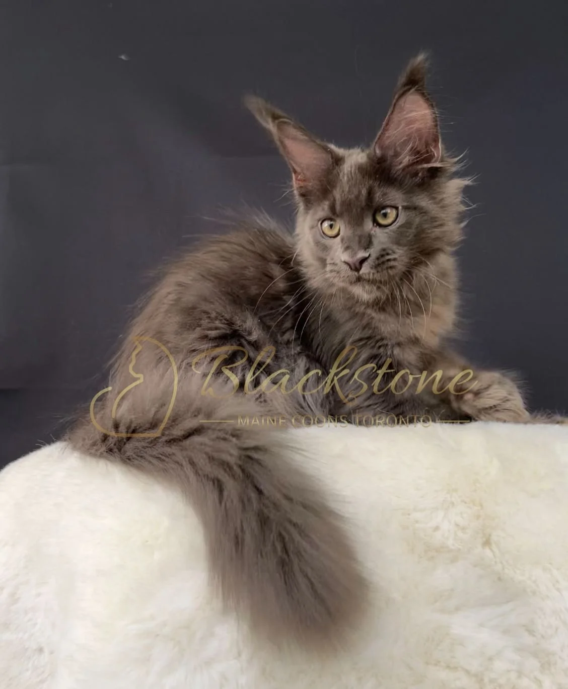 eZy Watermark_14-09-2025_11-24-21-3930AM.JPG