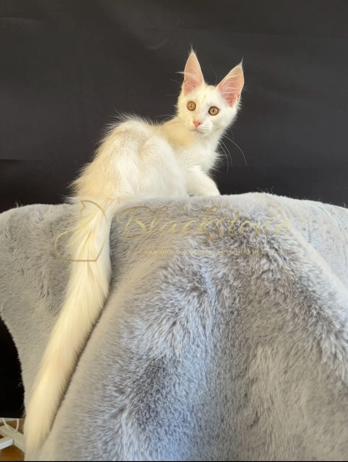eZy Watermark_20-09-2025_08-42-34-9160PM.JPG