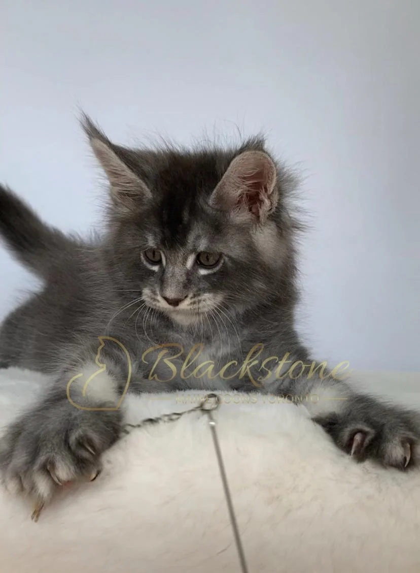 eZy Watermark_17-09-2025_07-29-37-1850PM.JPG
