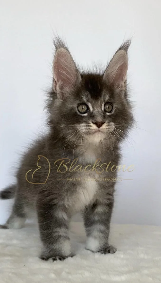 eZy Watermark_17-09-2025_07-29-37-2530PM.JPG