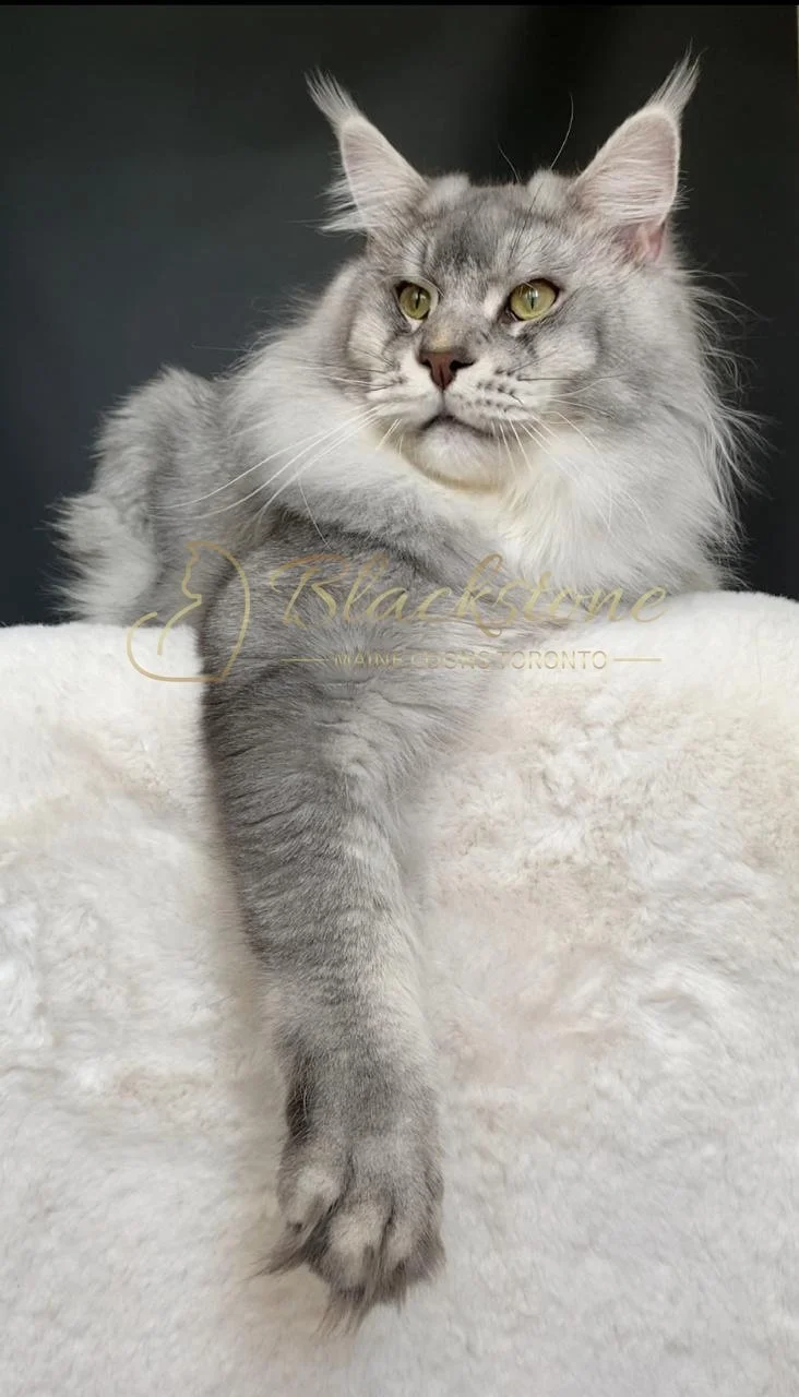 eZy Watermark_22-09-2025_06-24-04-9650PM.JPG