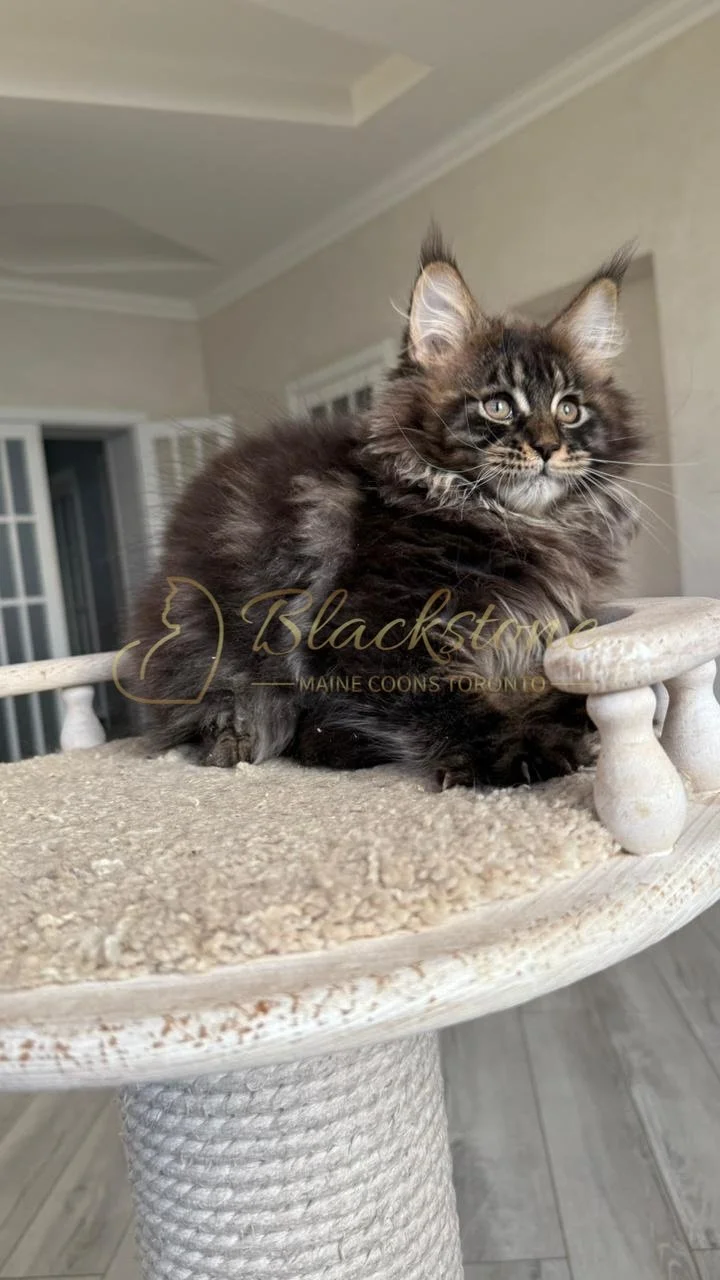 eZy Watermark_20-09-2025_08-42-28-8600PM.JPG