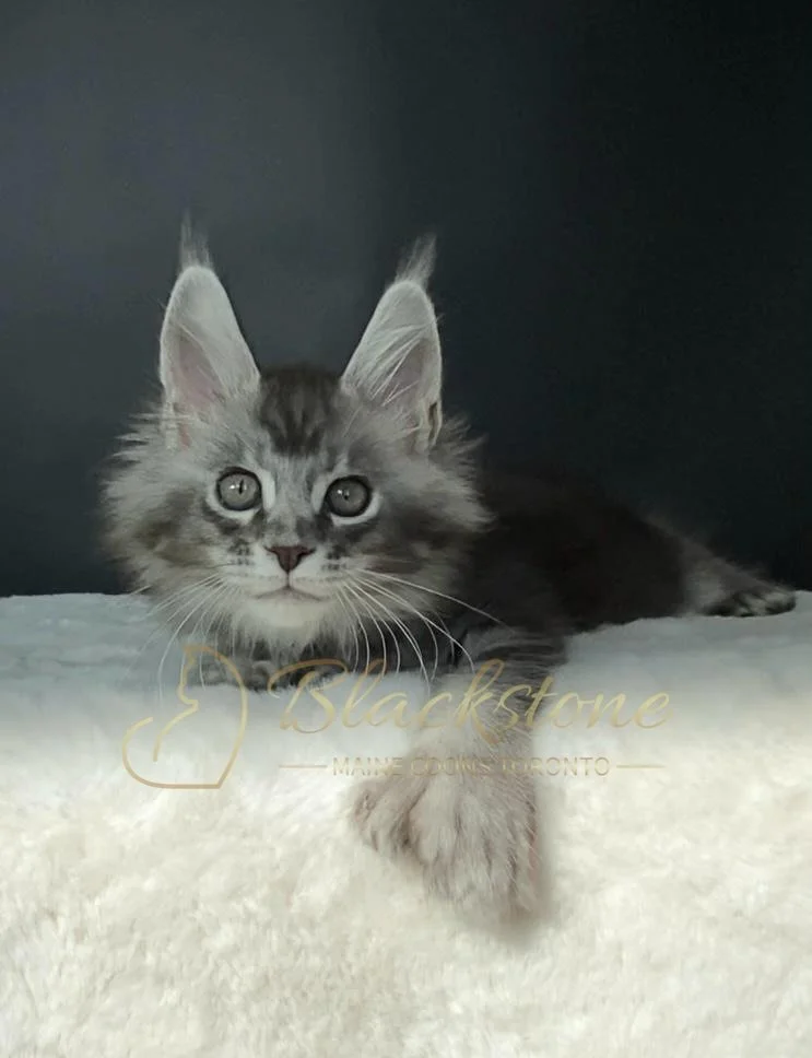 eZy Watermark_10-10-2025_10-58-36-1340AM.JPG