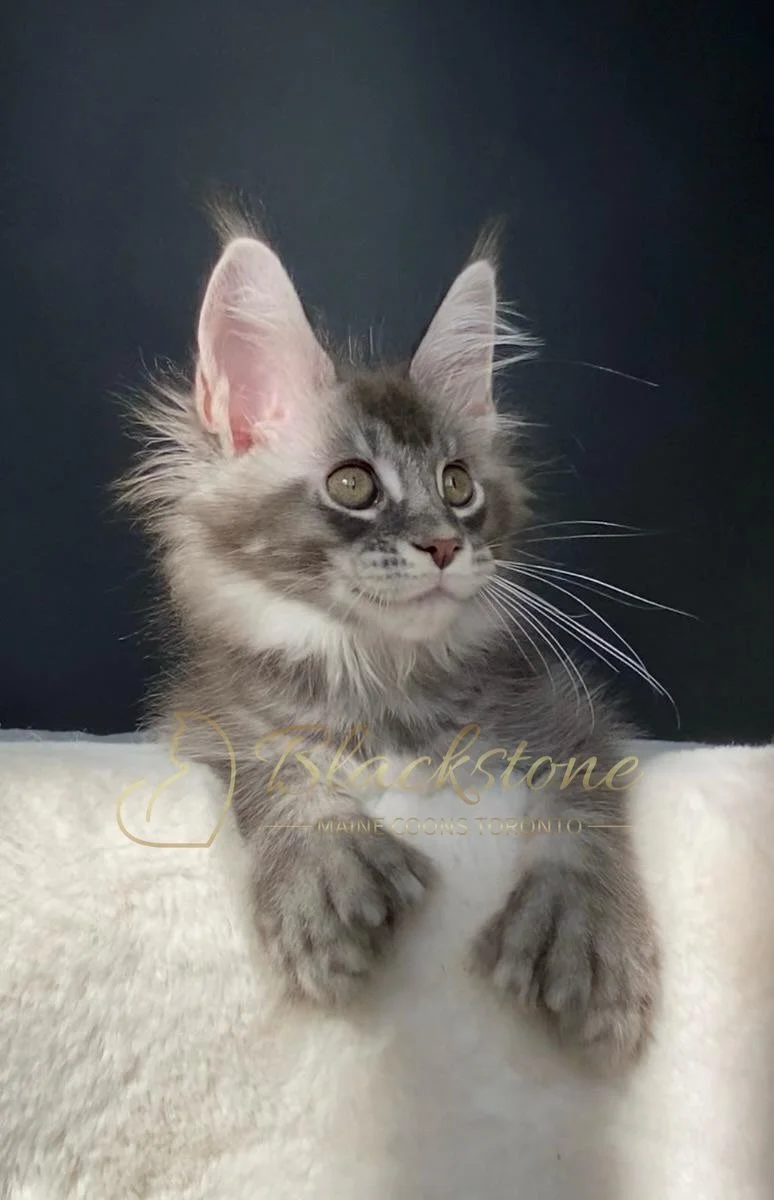 eZy Watermark_10-10-2025_10-58-37-9010AM.JPG
