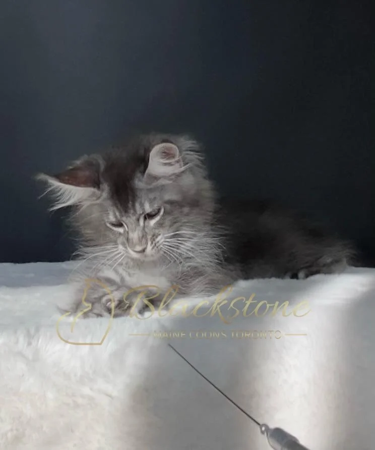 eZy Watermark_10-10-2025_10-58-37-4250AM.JPG