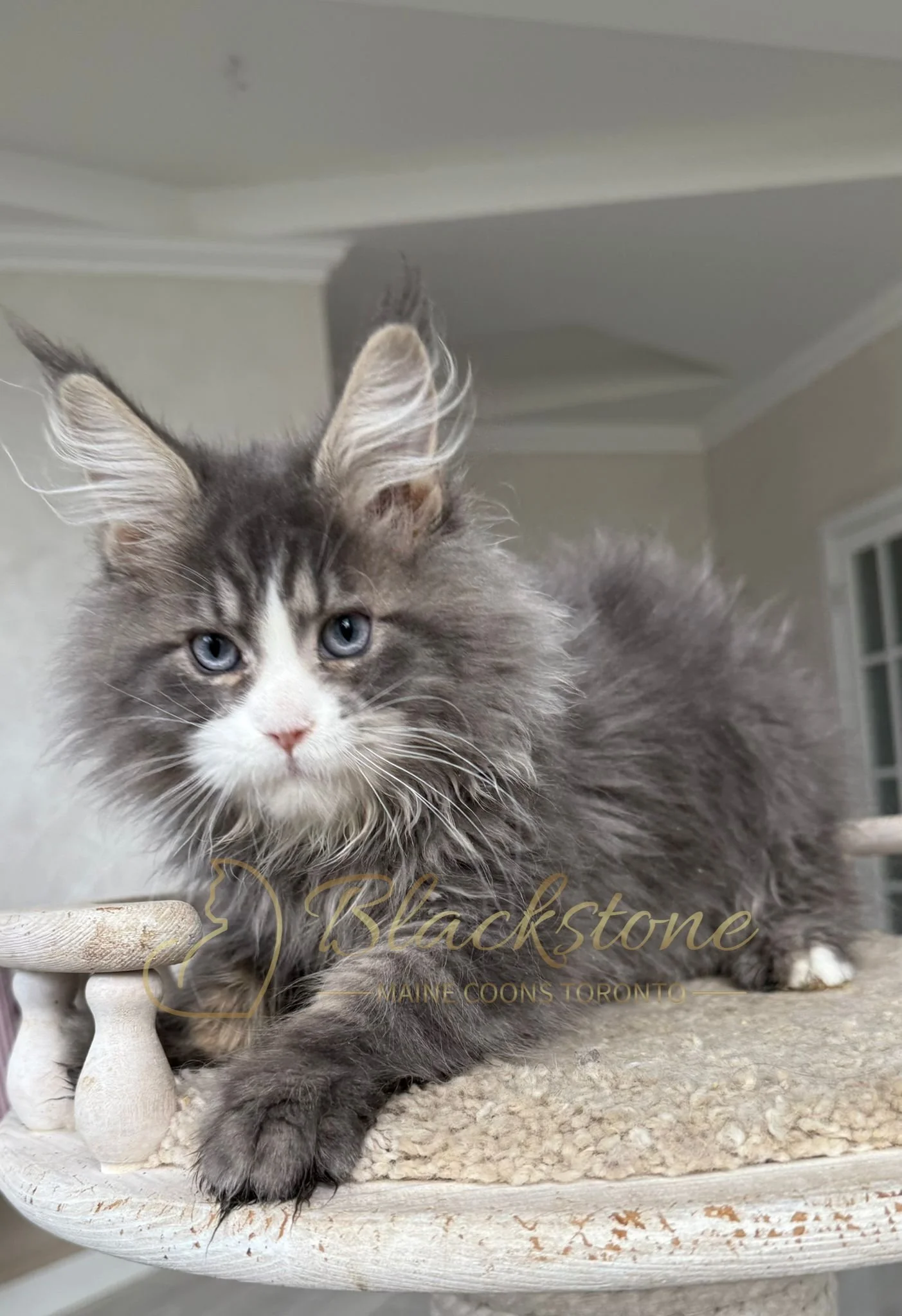 eZy Watermark_14-10-2025_01-27-18-1800PM.JPG