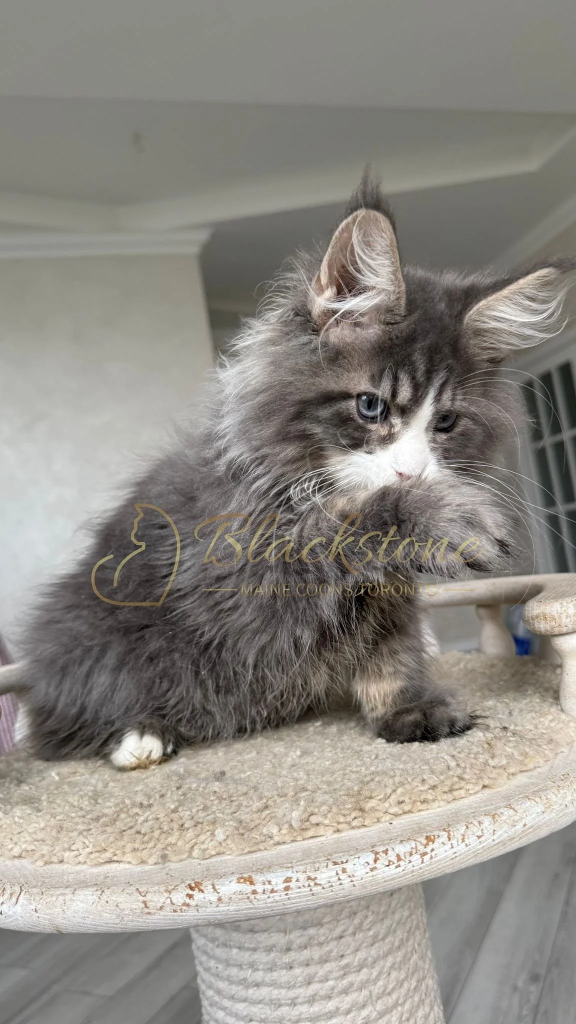 eZy Watermark_14-10-2025_01-27-18-3500PM.JPG