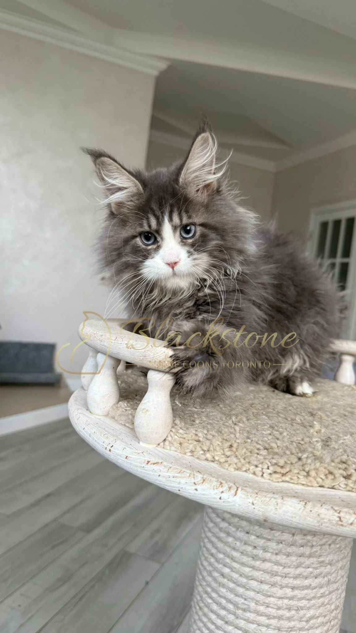 eZy Watermark_14-10-2025_01-27-19-0970PM.JPG