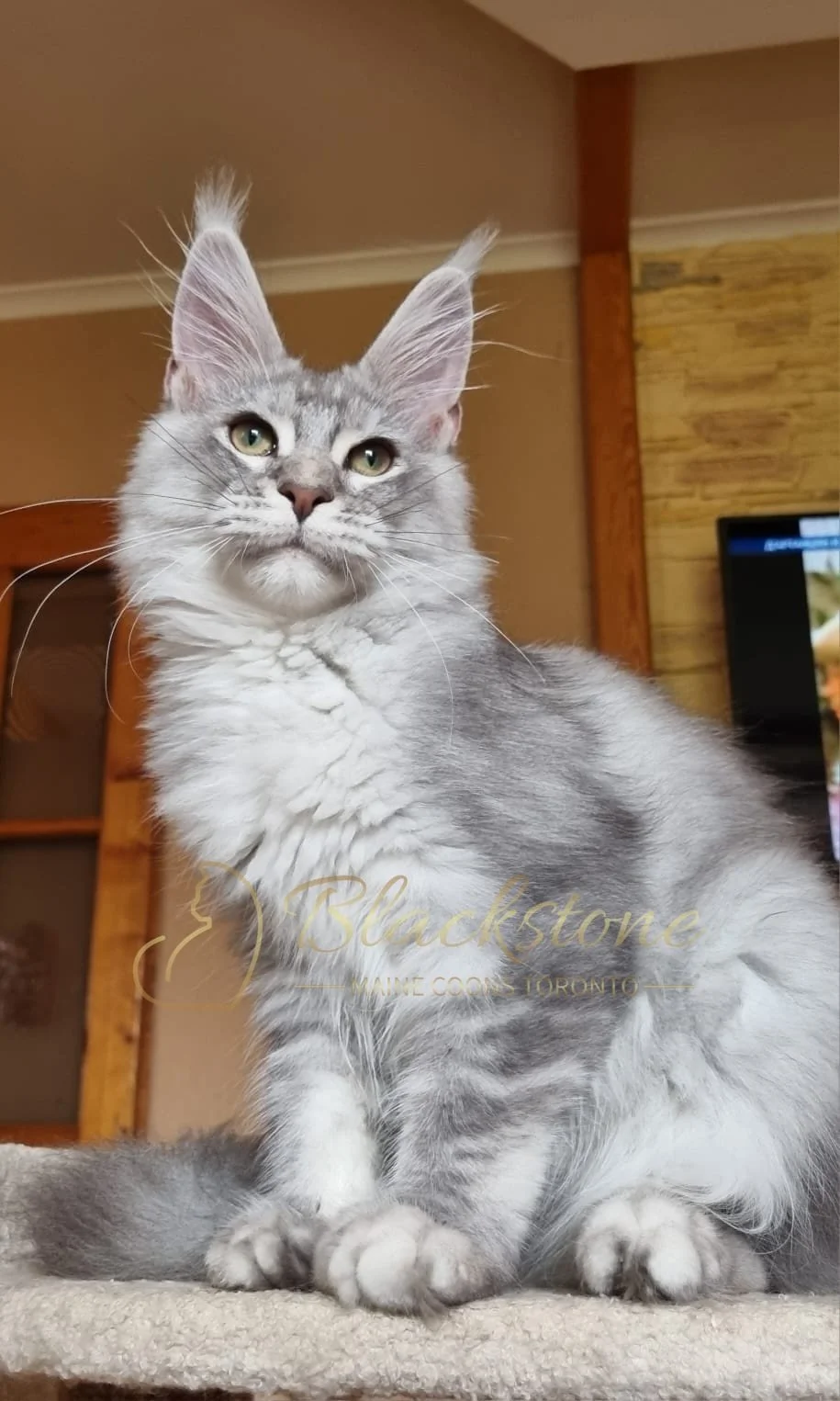 eZy Watermark_18-10-2025_06-51-44-0290PM.JPG