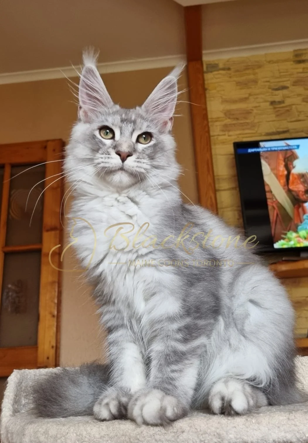 eZy Watermark_18-10-2025_06-51-44-3650PM.JPG