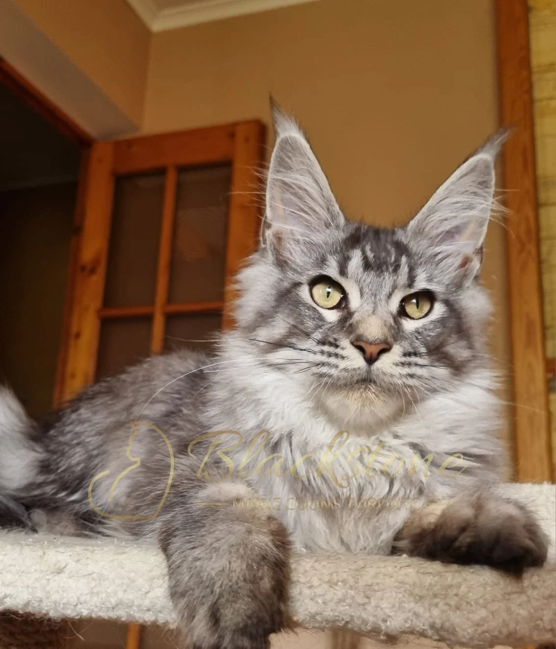 eZy Watermark_18-10-2025_06-51-43-8590PM.JPG