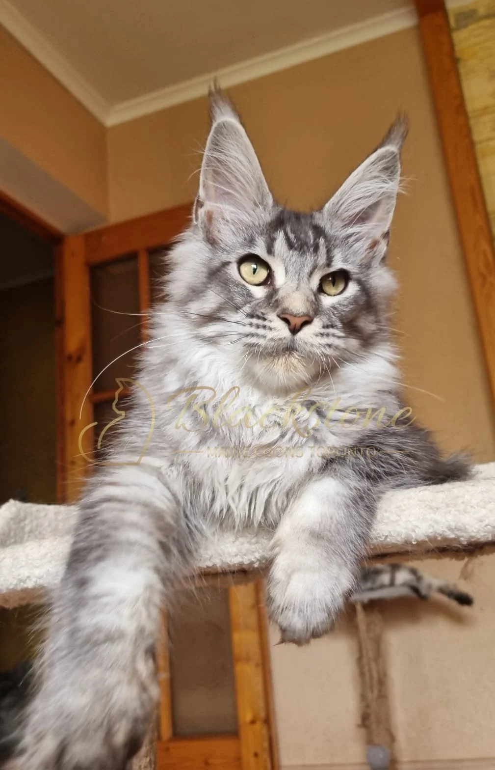 eZy Watermark_18-10-2025_06-51-43-9460PM.JPG