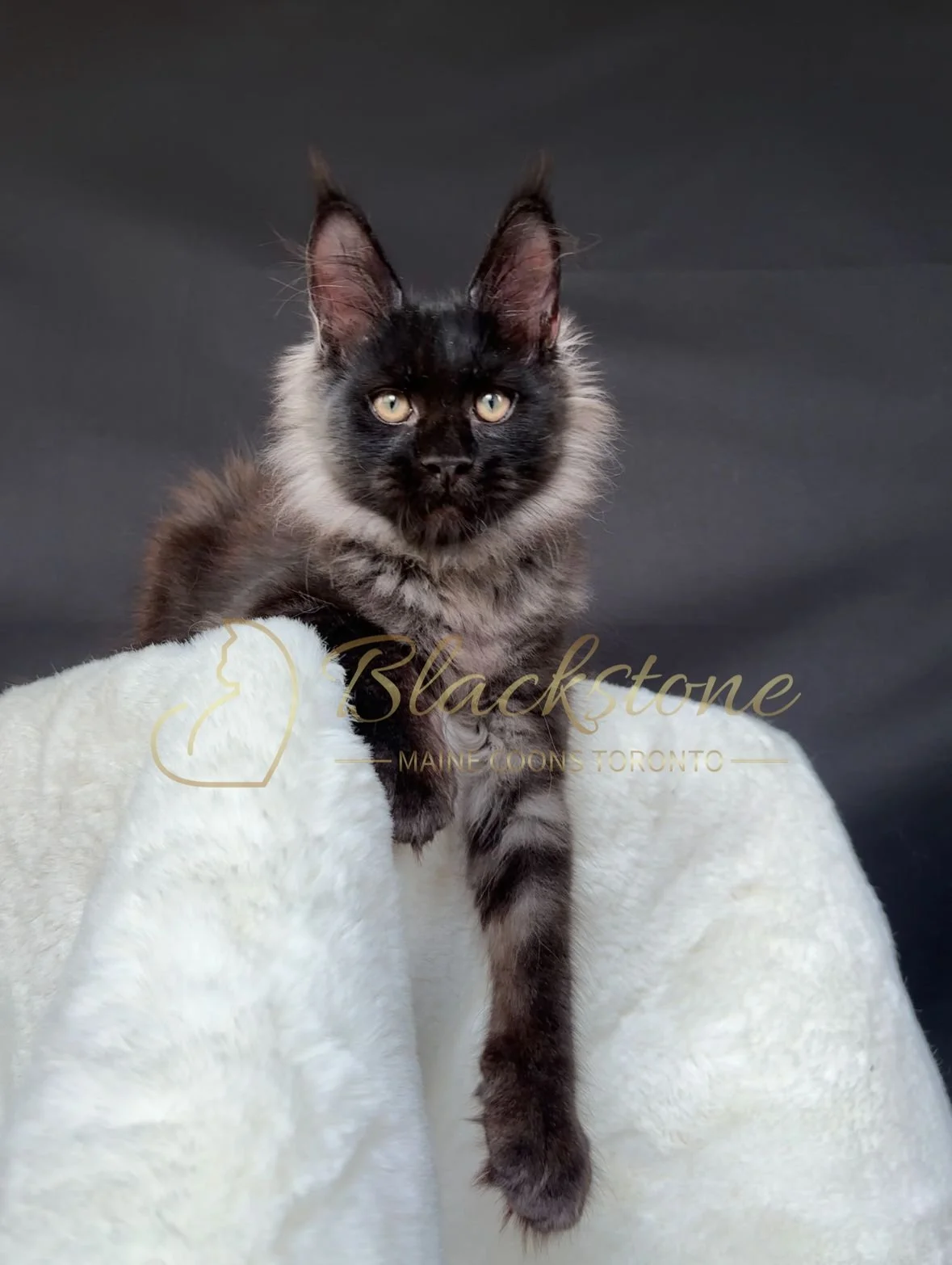 eZy Watermark_22-10-2025_11-35-58-3150AM.JPG